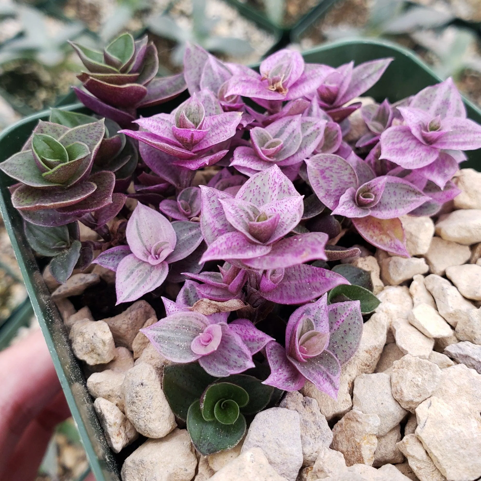 Pink Lady - Turtle Vine 'Callisia repens variegated'