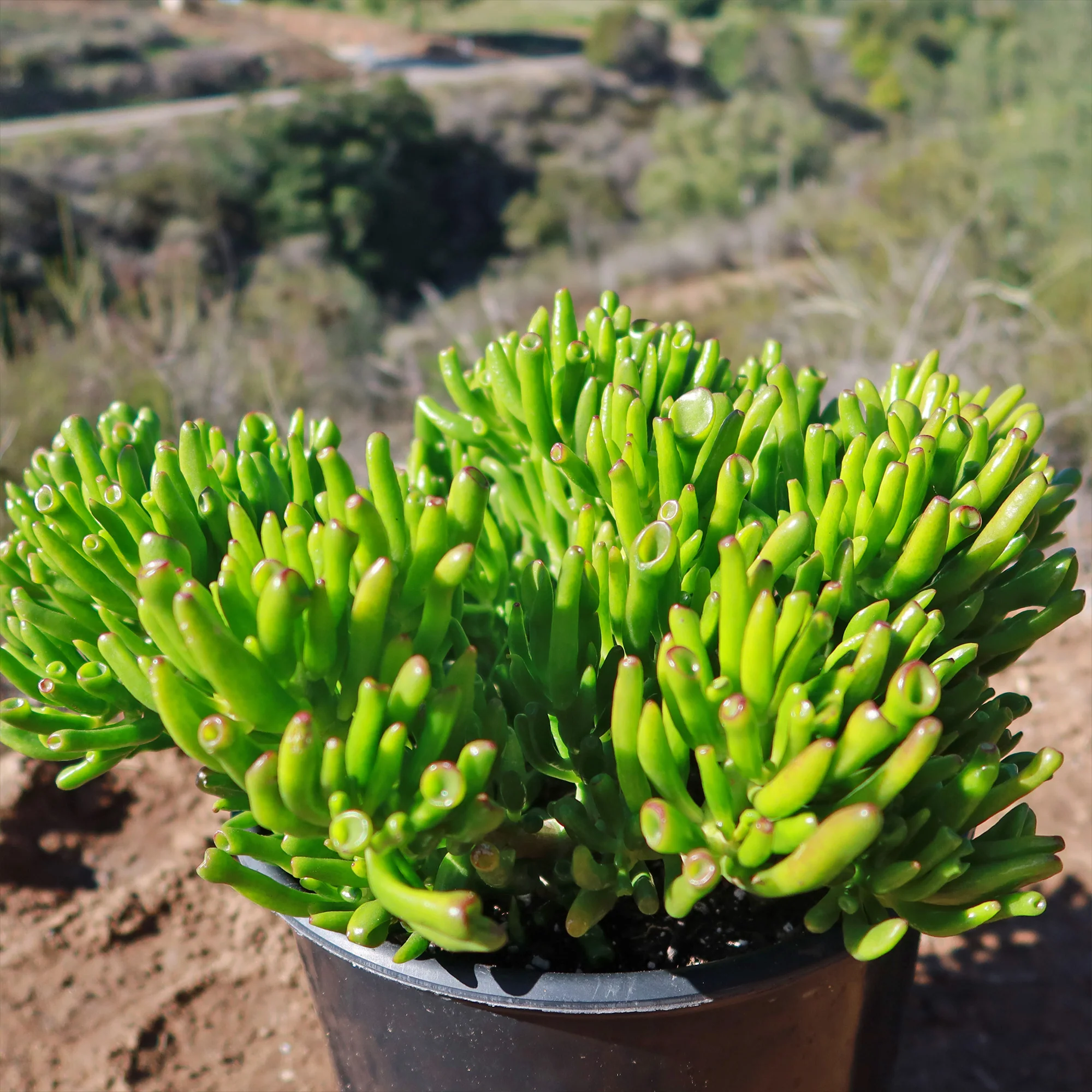 ET Fingers-Shrek Ears 'Crassula ovata Gollum Jade'