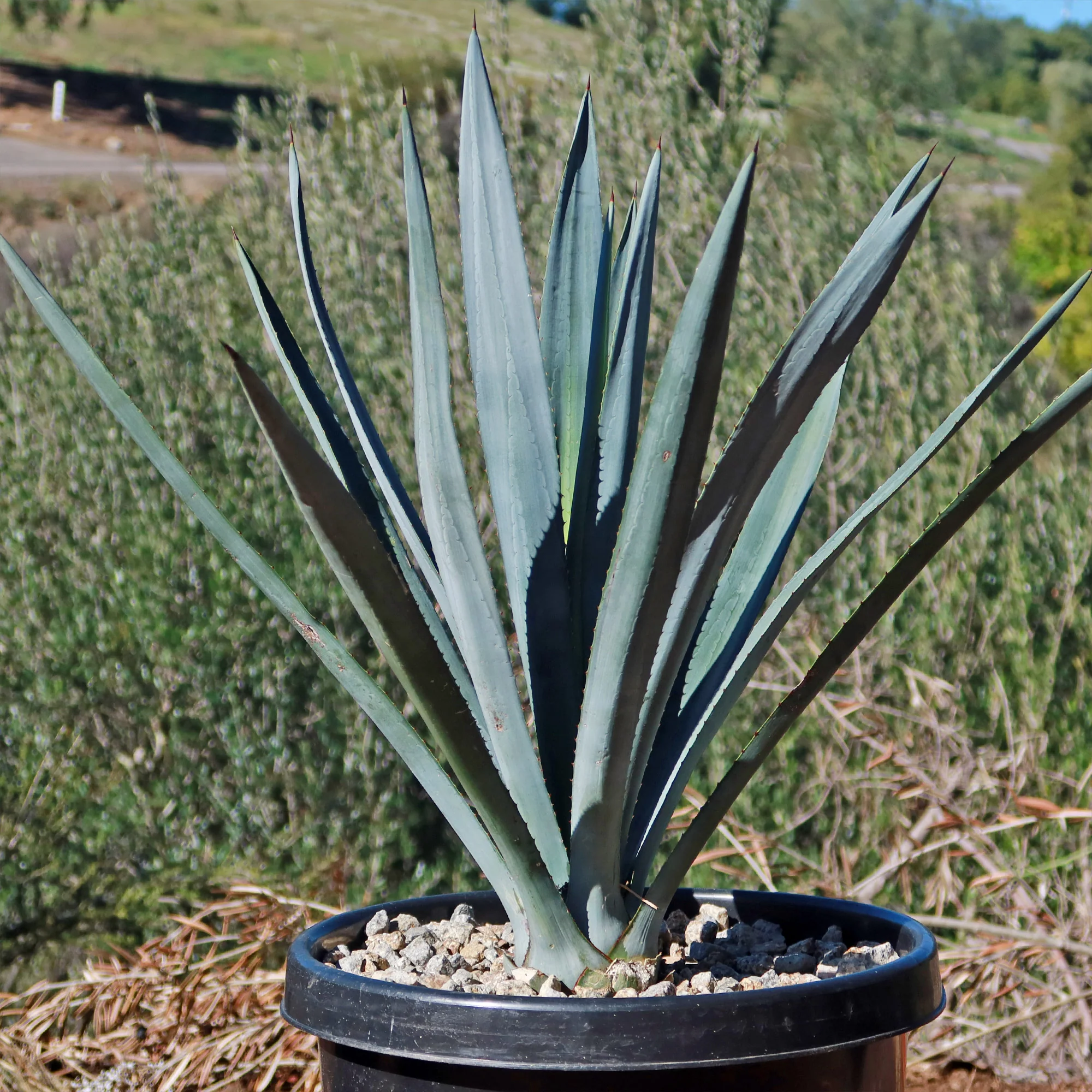Blue agave - Agave Tequilana 'Tequila Plant'