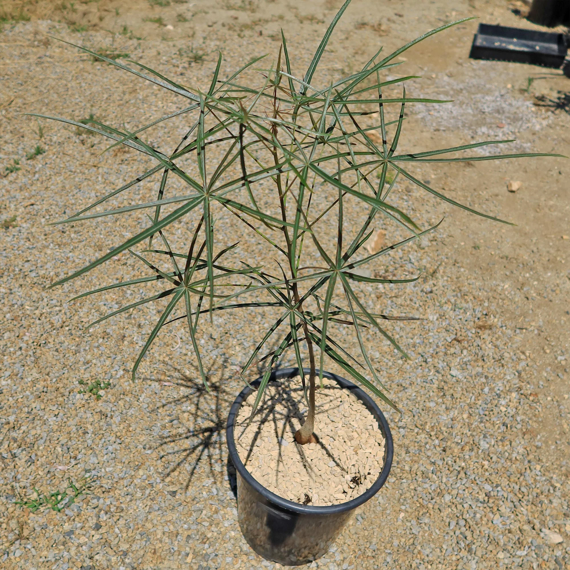 Queensland Bottle Tree 'Brachychiton rupestris'