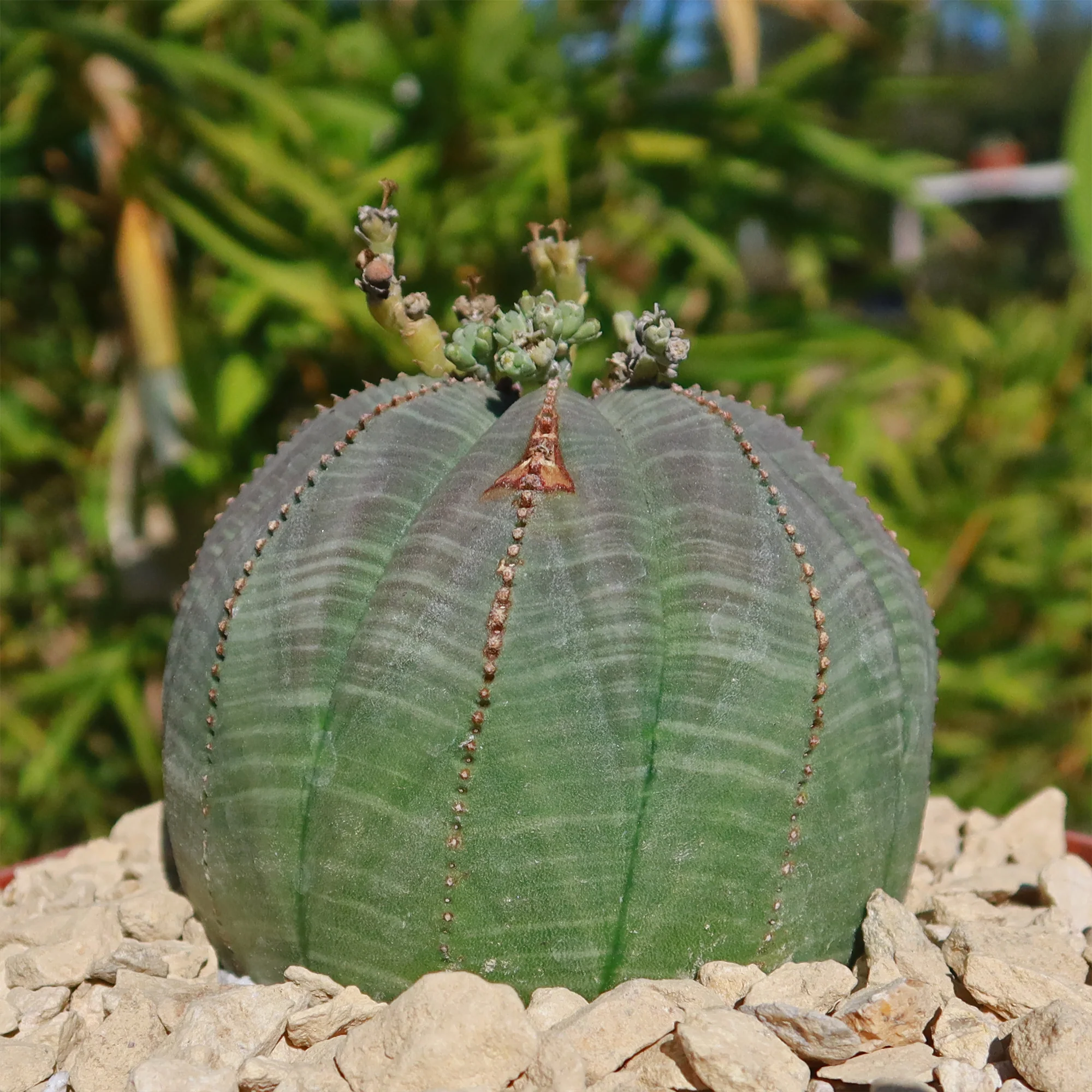 Baseball Plant 'Euphorbia obesa'