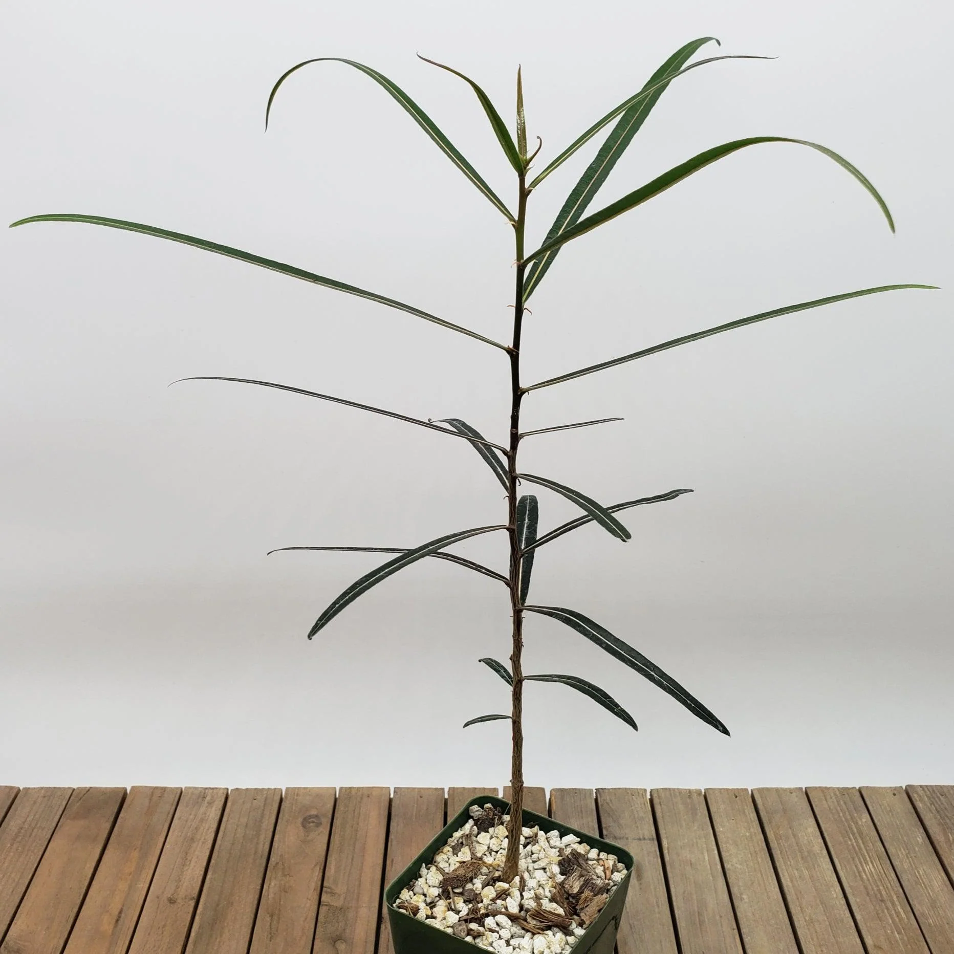 Queensland Bottle Tree 'Brachychiton rupestris'