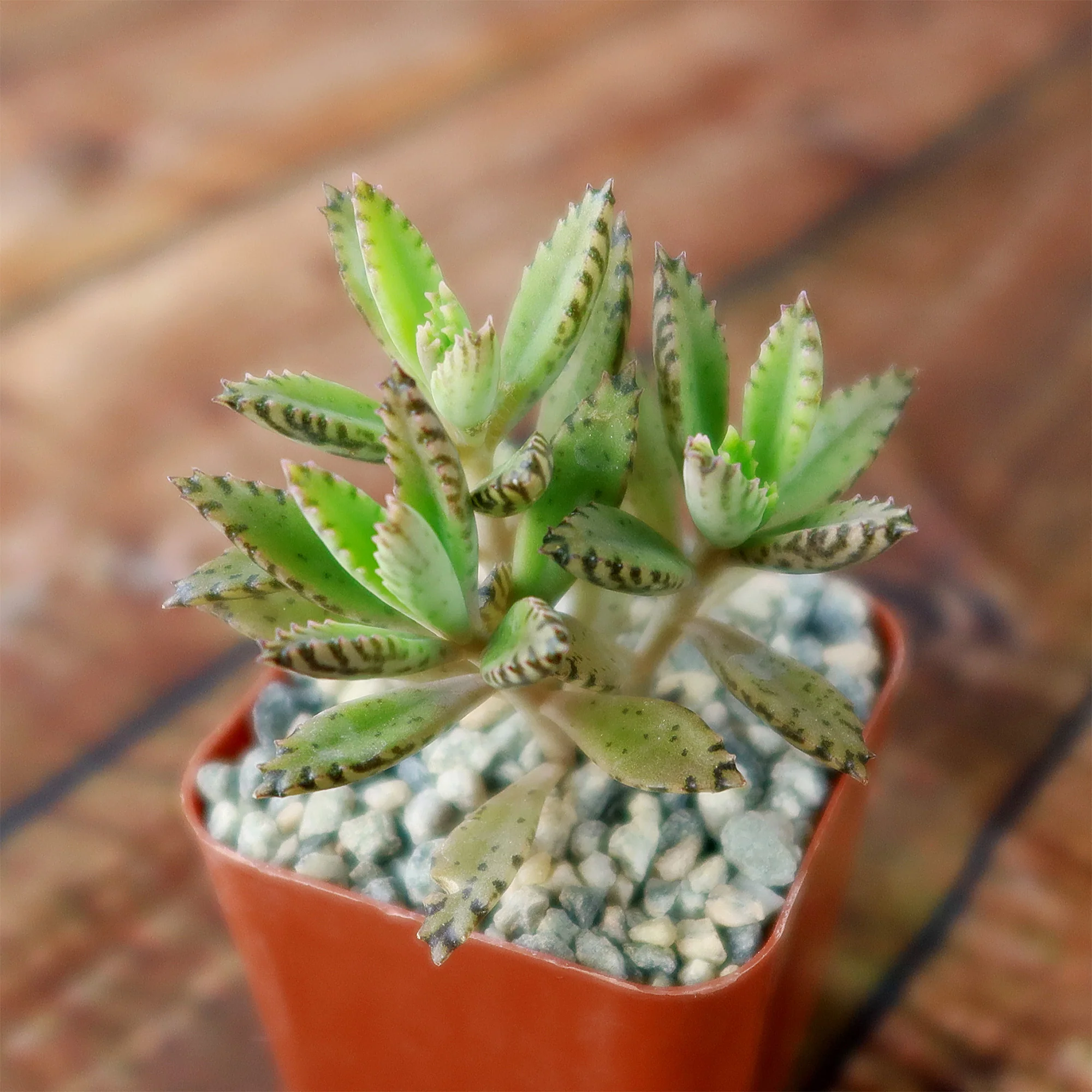 Hybrid Mother of Millions ��Kalanchoe houghtonii��