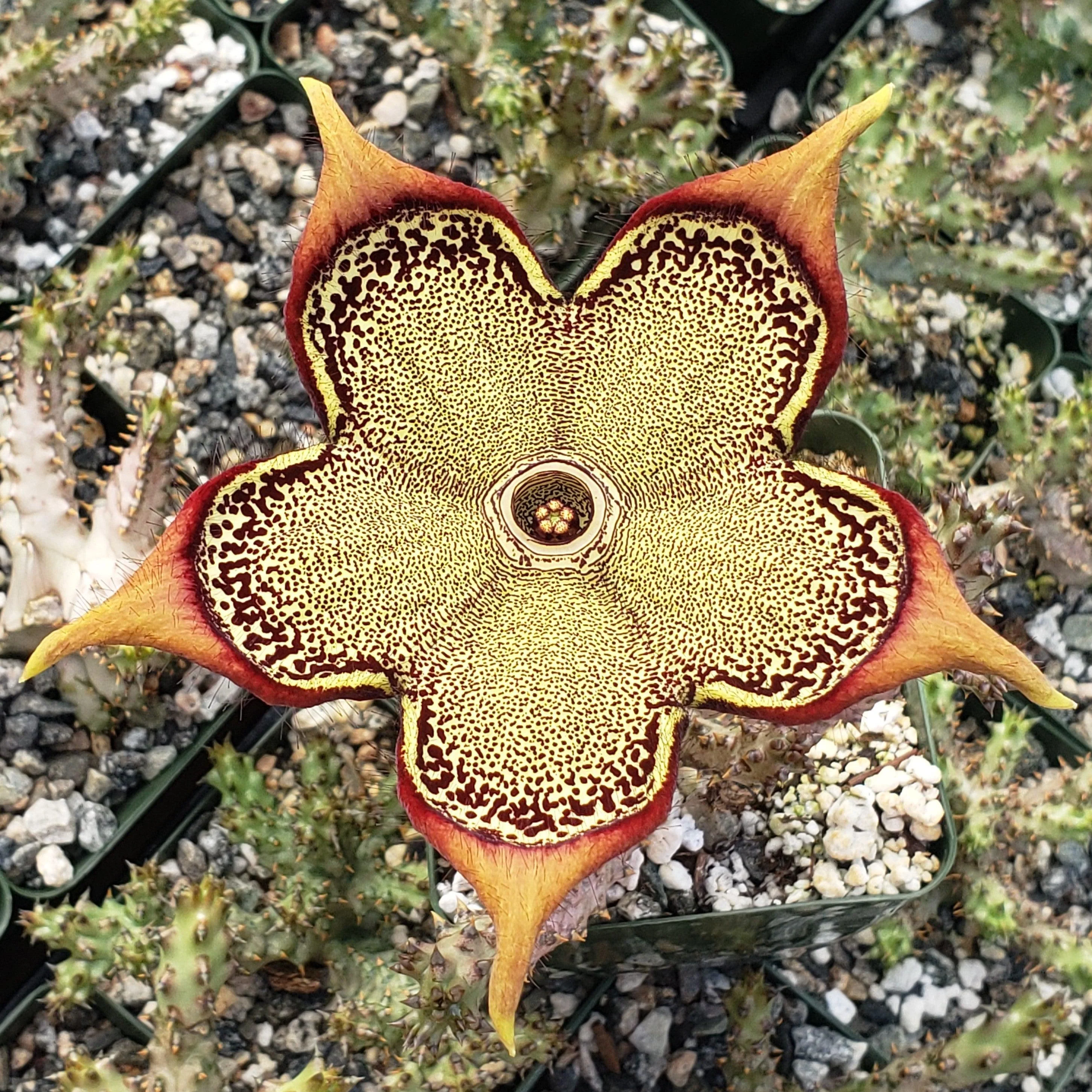 Persian Carpet Flower �C Edithcolea grandis