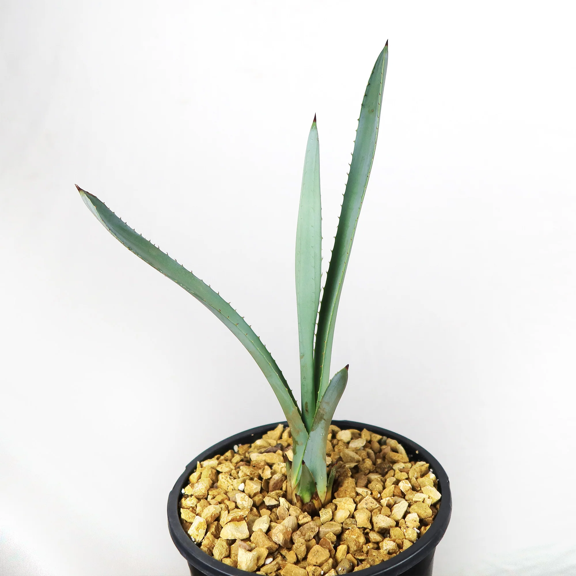 Blue agave - Agave Tequilana 'Tequila Plant'