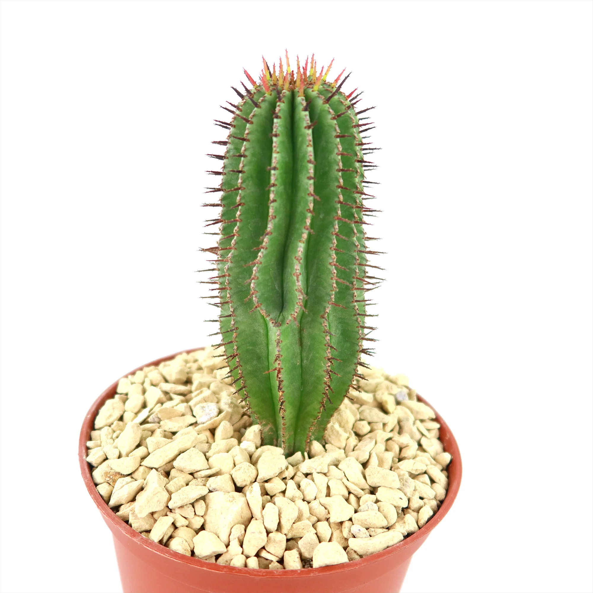 Milk Barrel Cactus ��Euphorbia cereiformis��