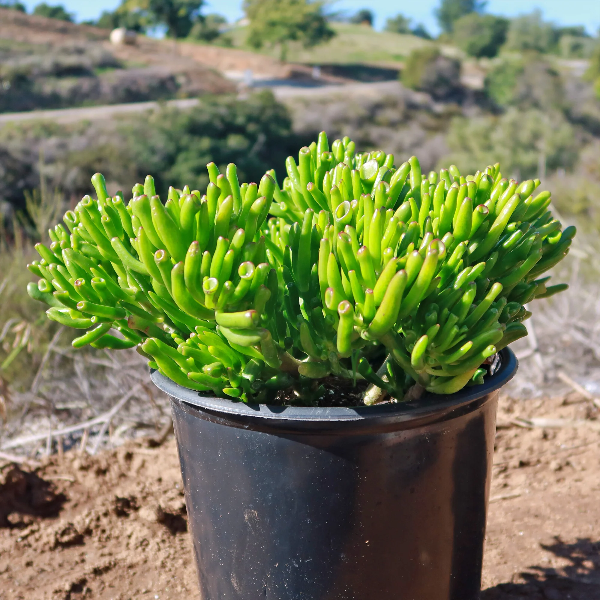 ET Fingers-Shrek Ears 'Crassula ovata Gollum Jade'