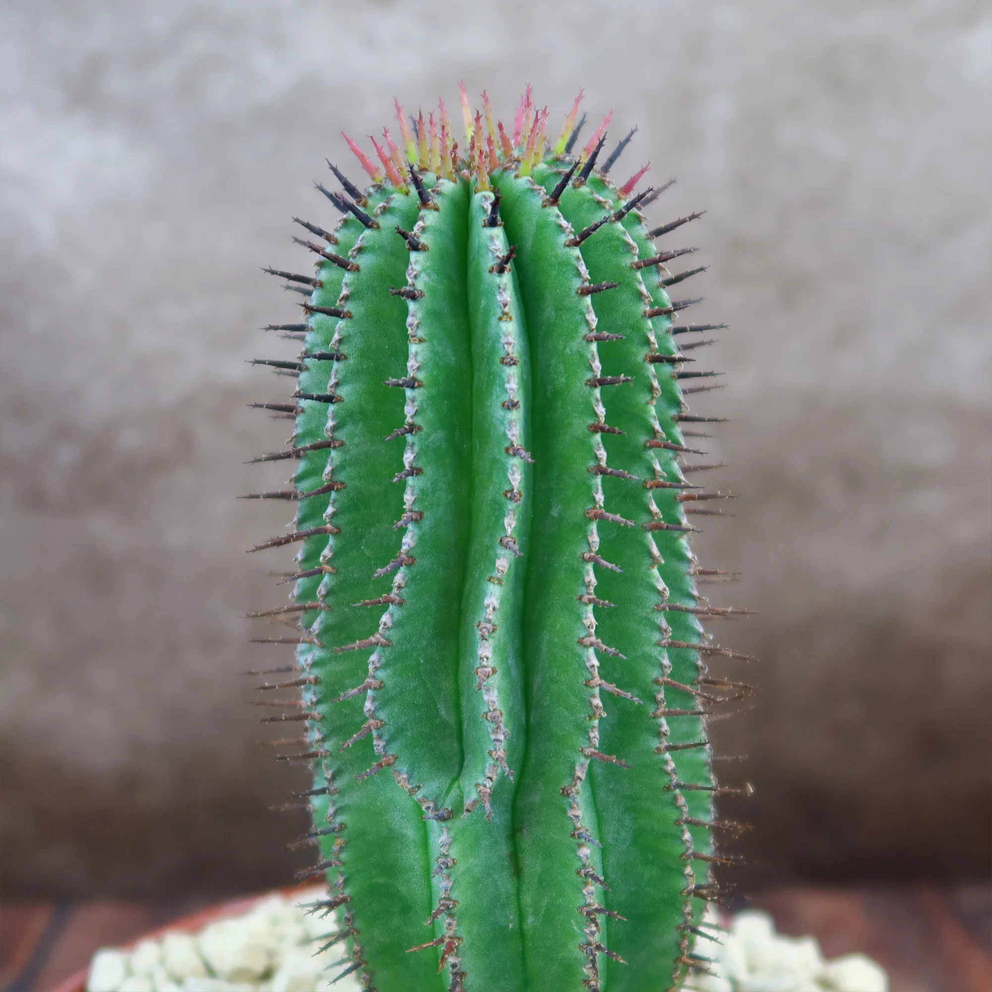 Milk Barrel Cactus ��Euphorbia cereiformis��