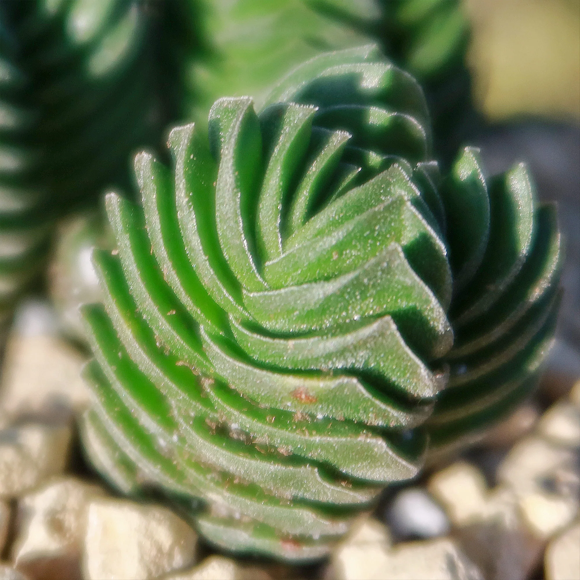 Crassula Buddha's Temple