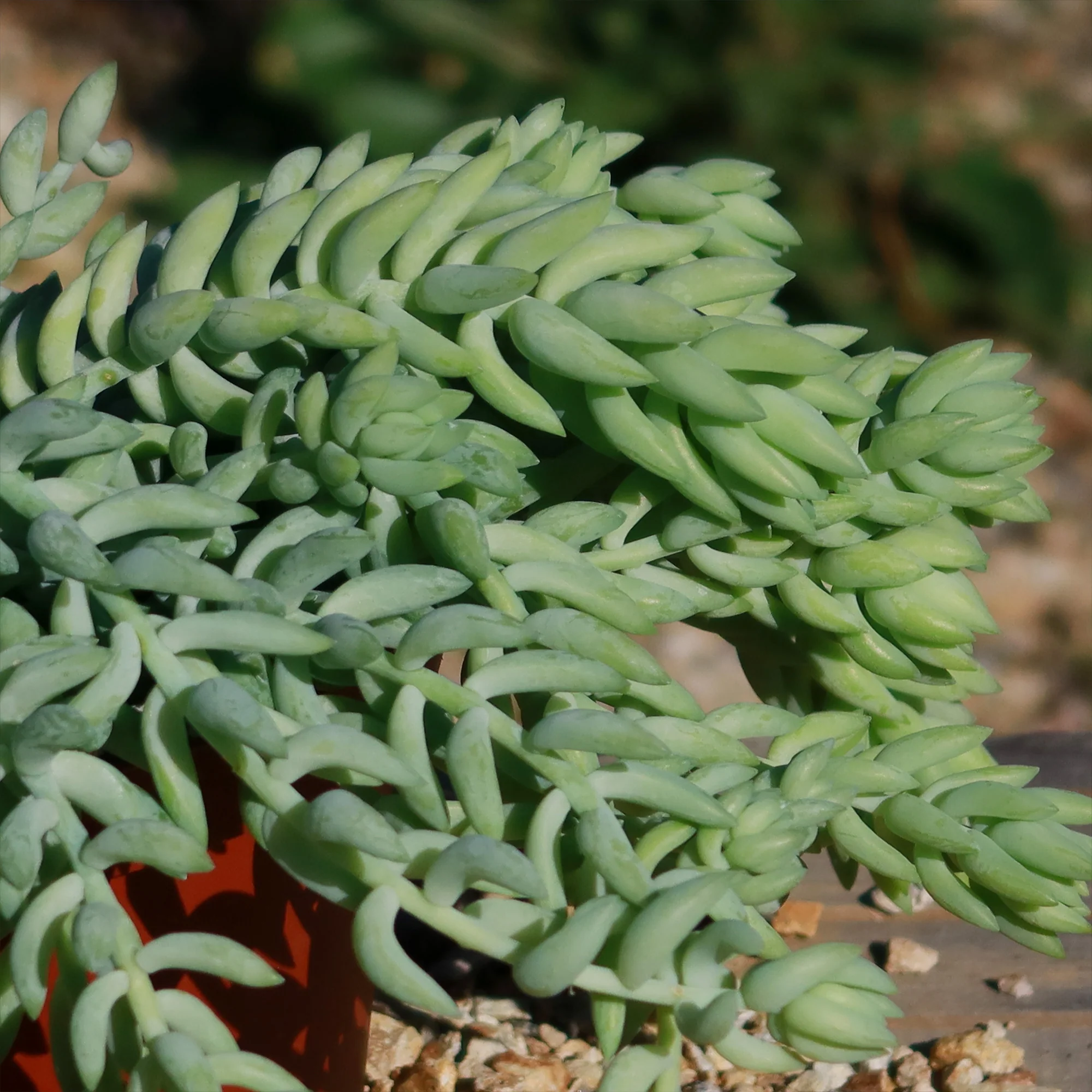 Donkey Tail Plant 'Sedum morganianum'