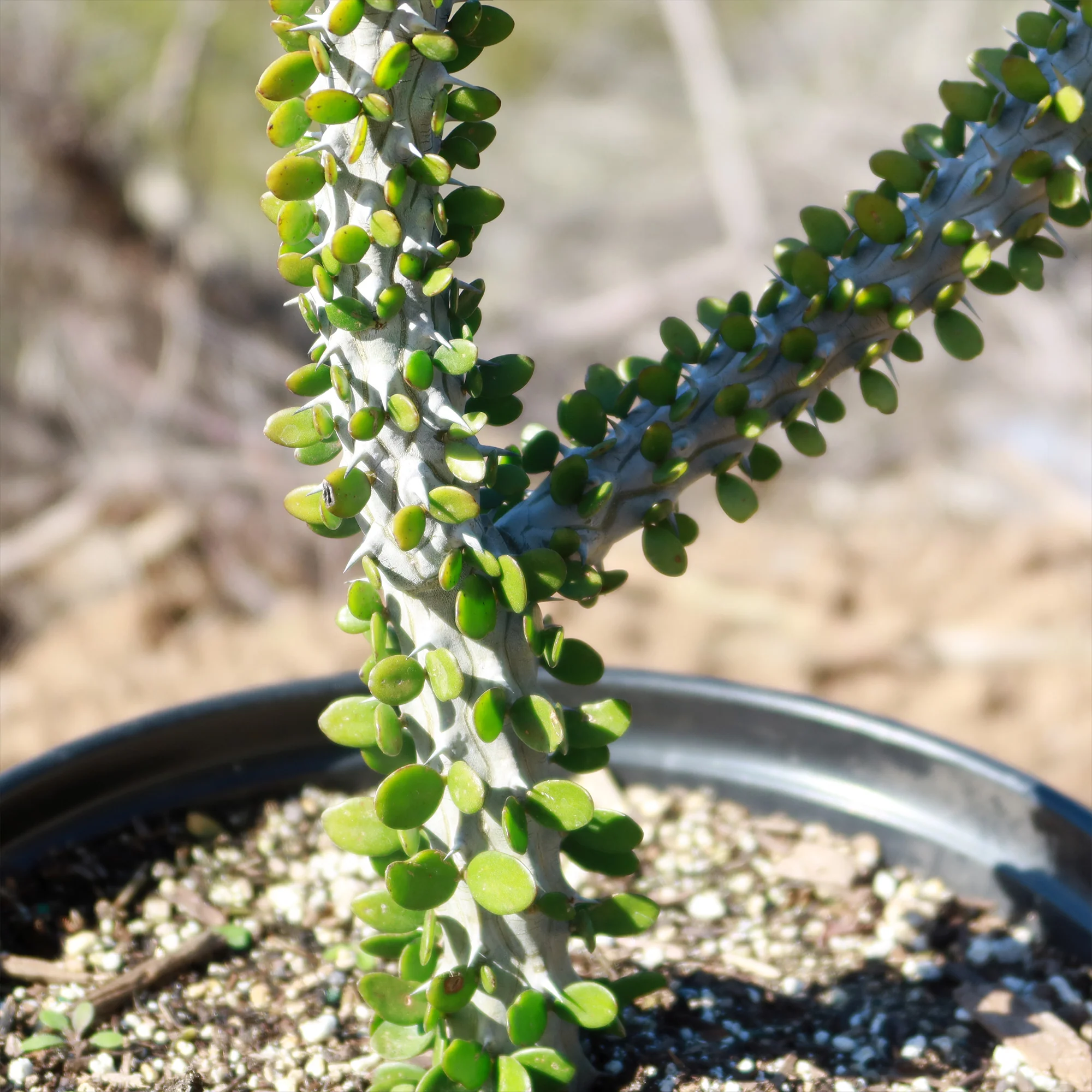Madagascar ocotillo 'Alluaudia procera'