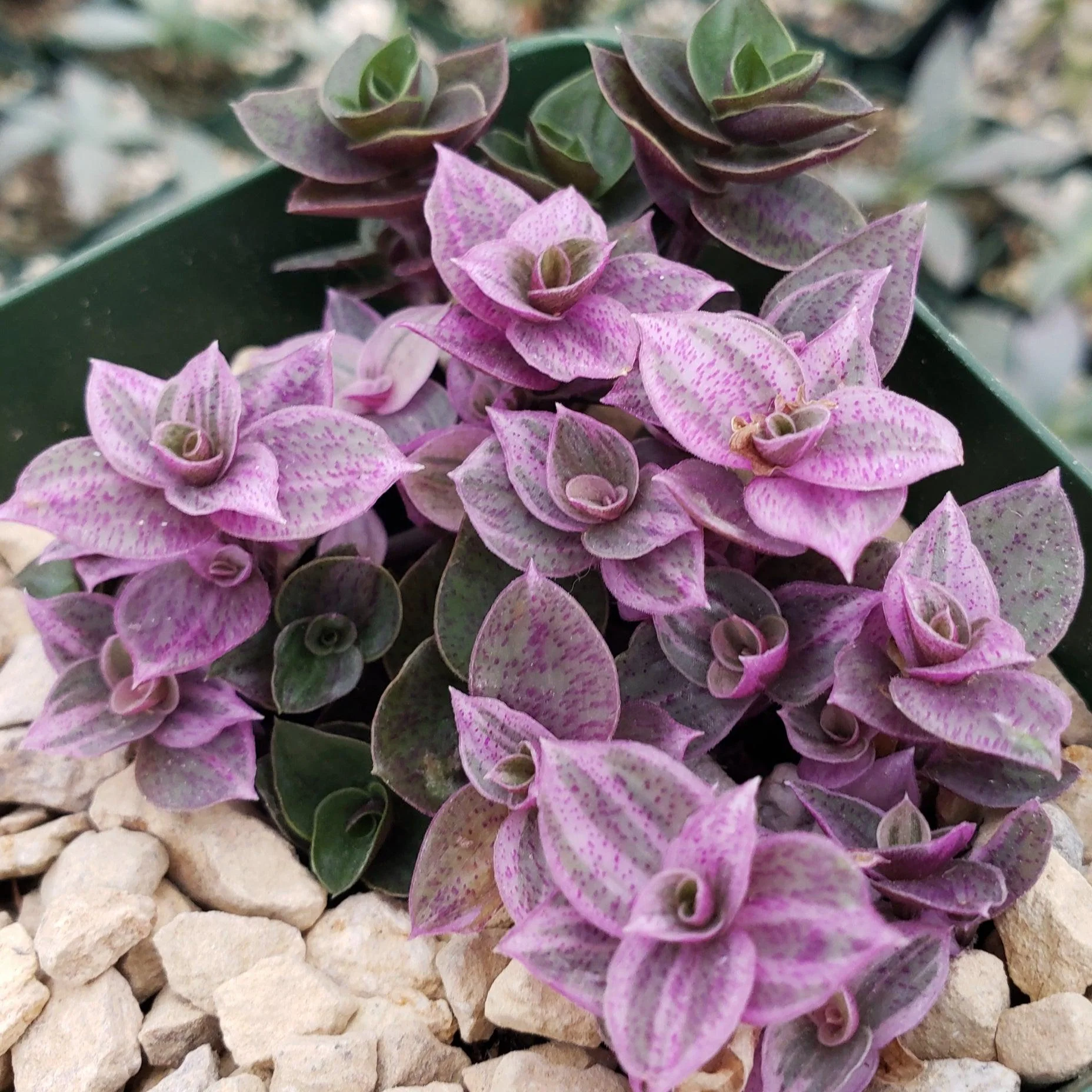 Pink Lady - Turtle Vine 'Callisia repens variegated'