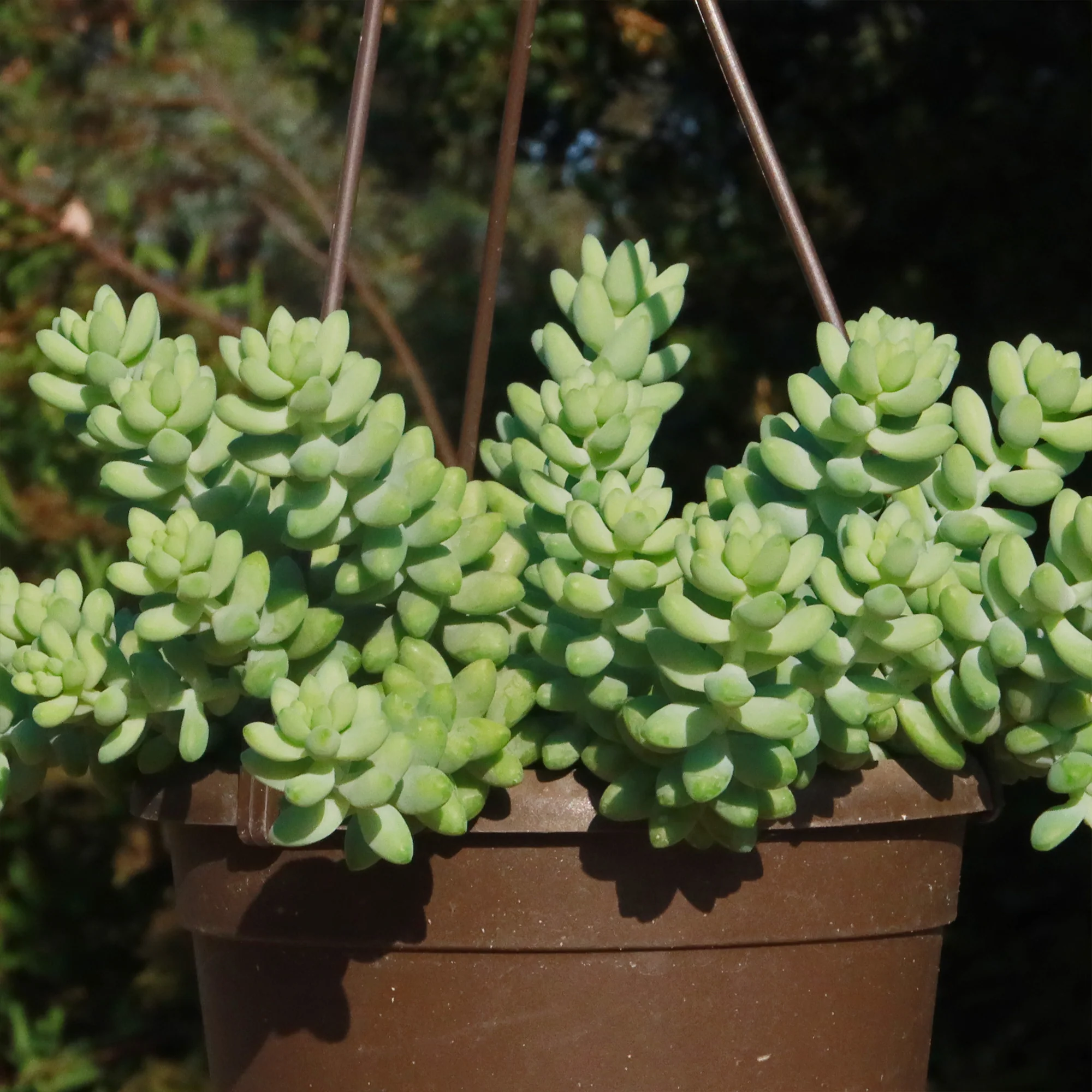 Burro��s Tail Succulent - Sedum morganianum ��Burrito��