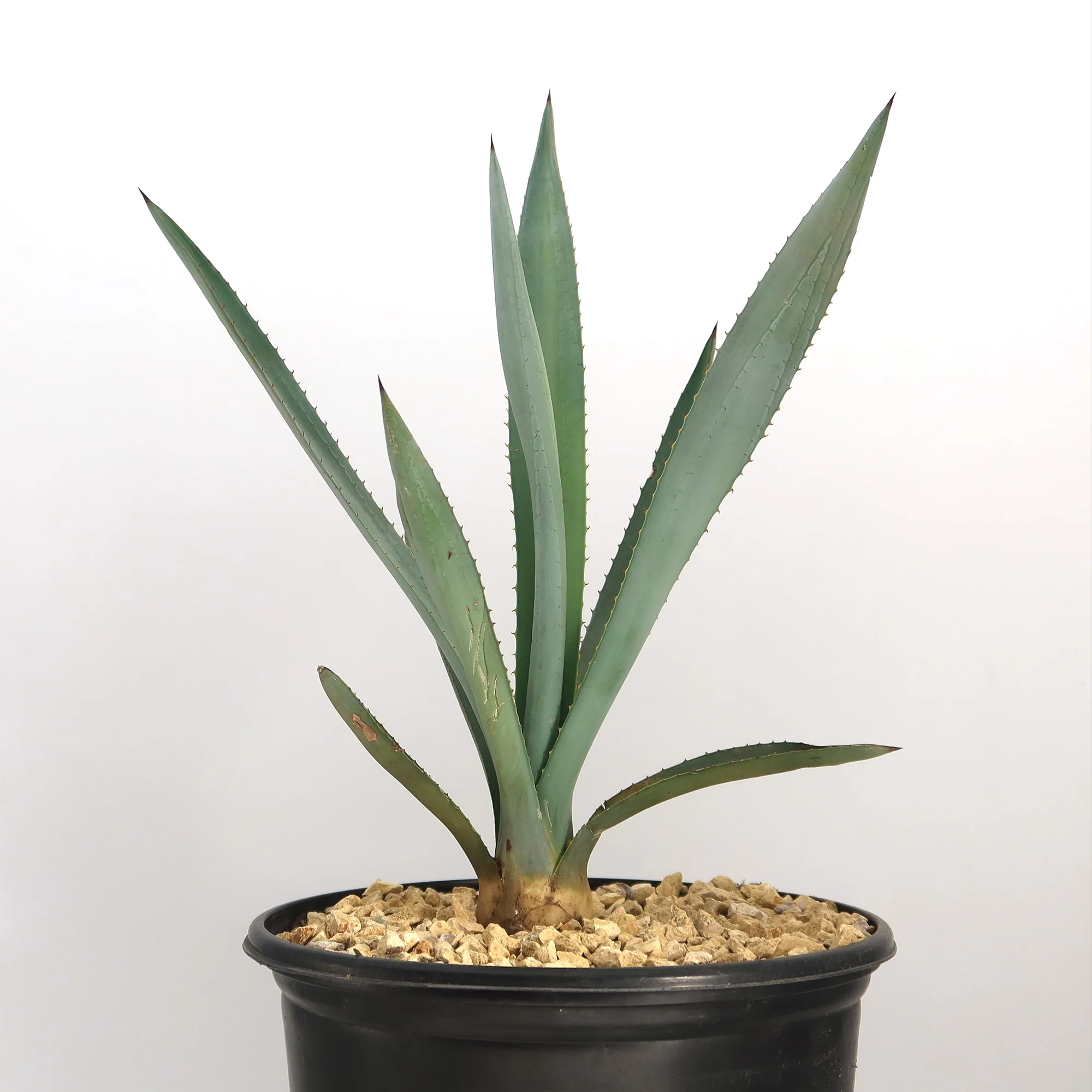 Blue agave - Agave Tequilana 'Tequila Plant'