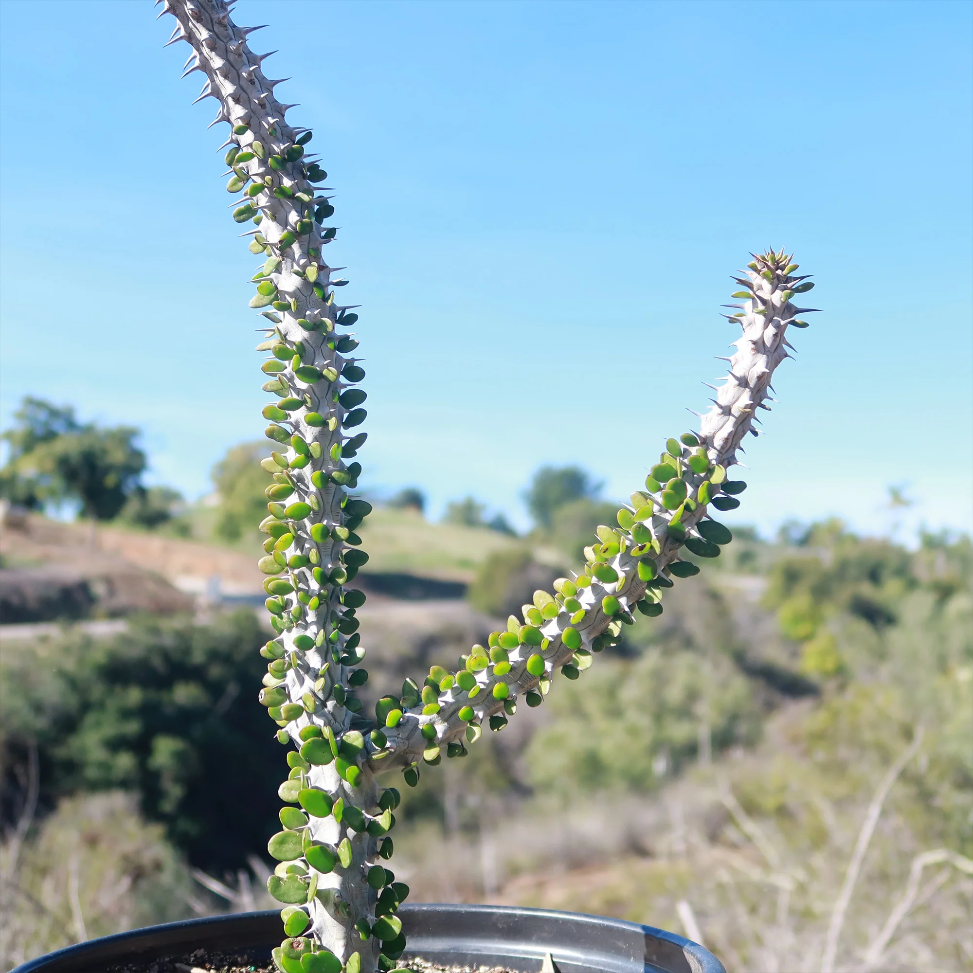 Madagascar ocotillo 'Alluaudia procera'