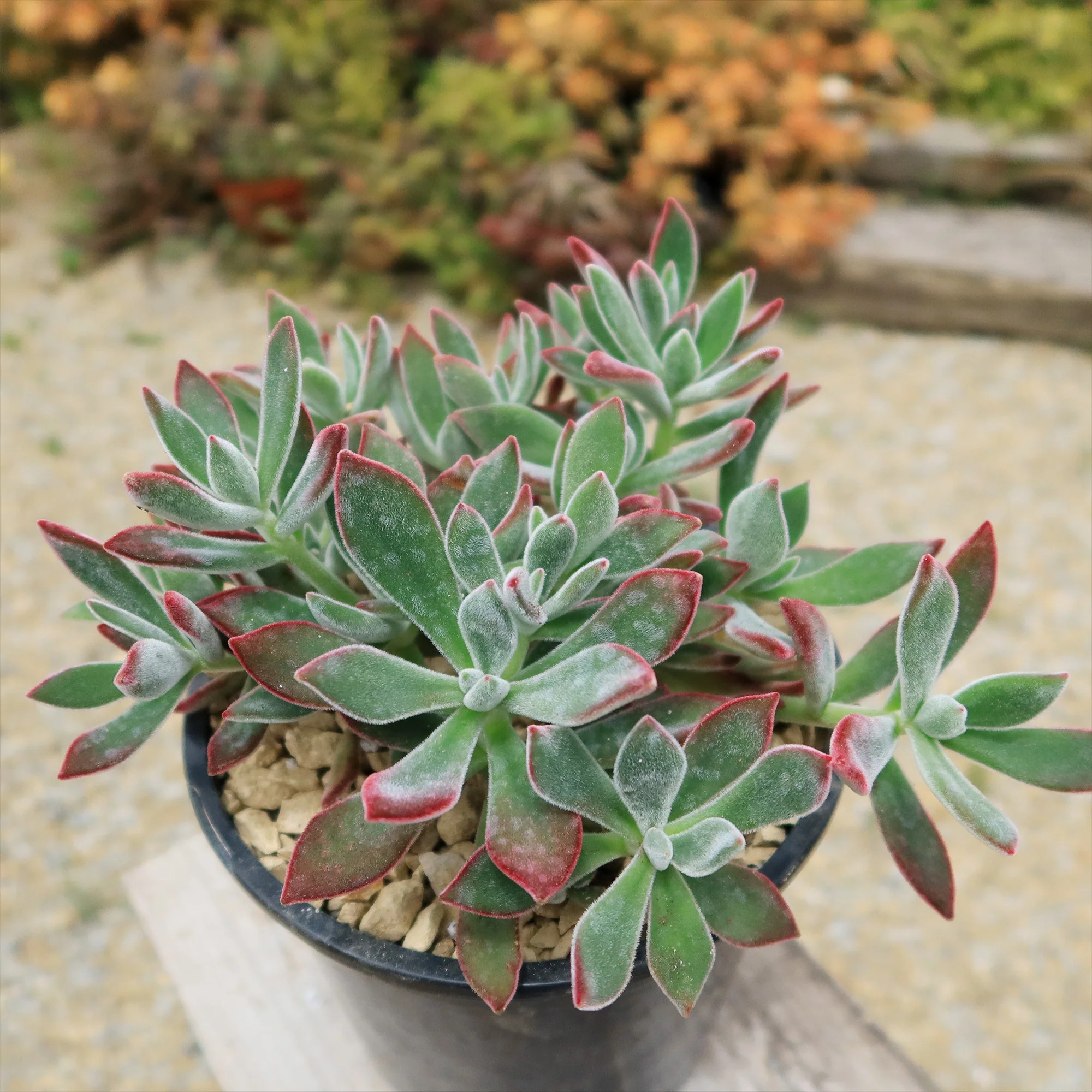 Ruby Slipper Succulent ��Echeveria harmsii��