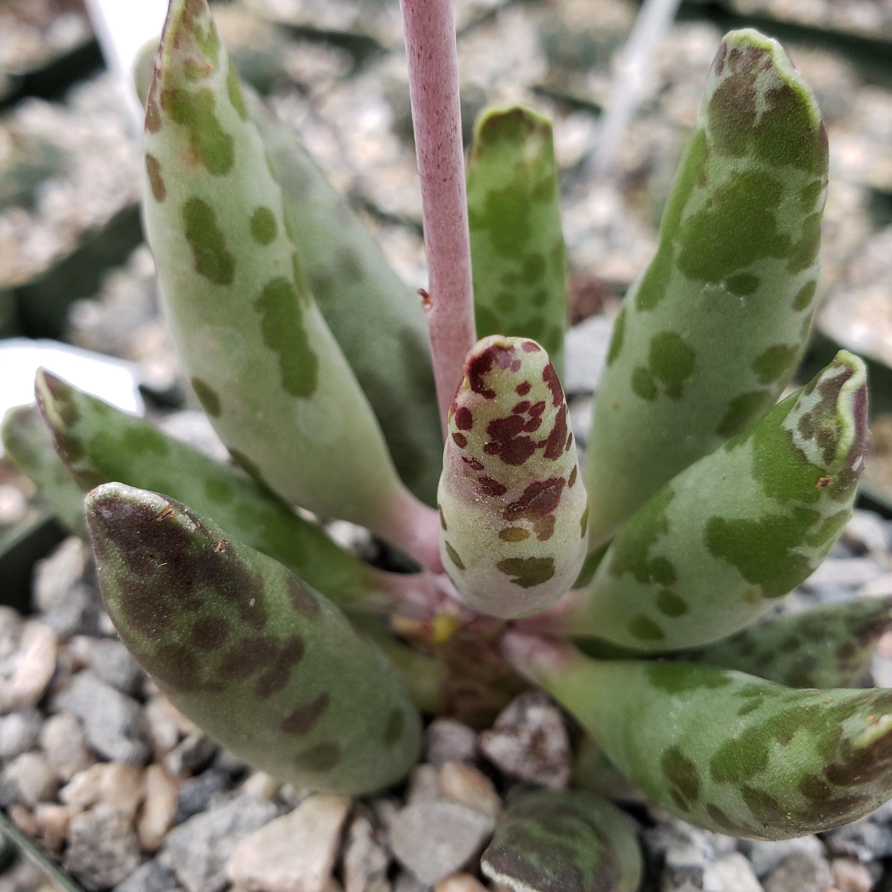 Adromischus festivus