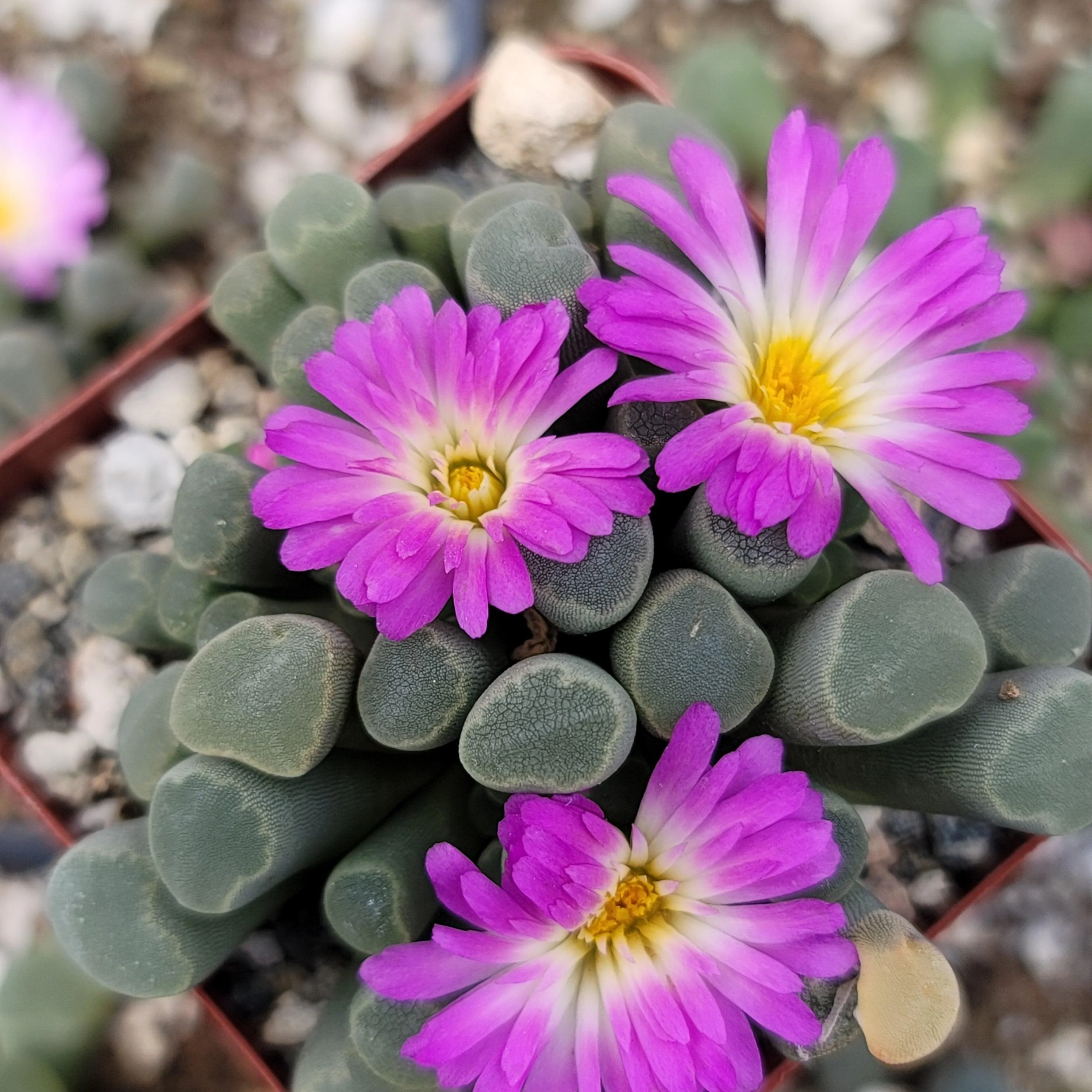 Fairy Elephant's Feet - Frithia Pulchra