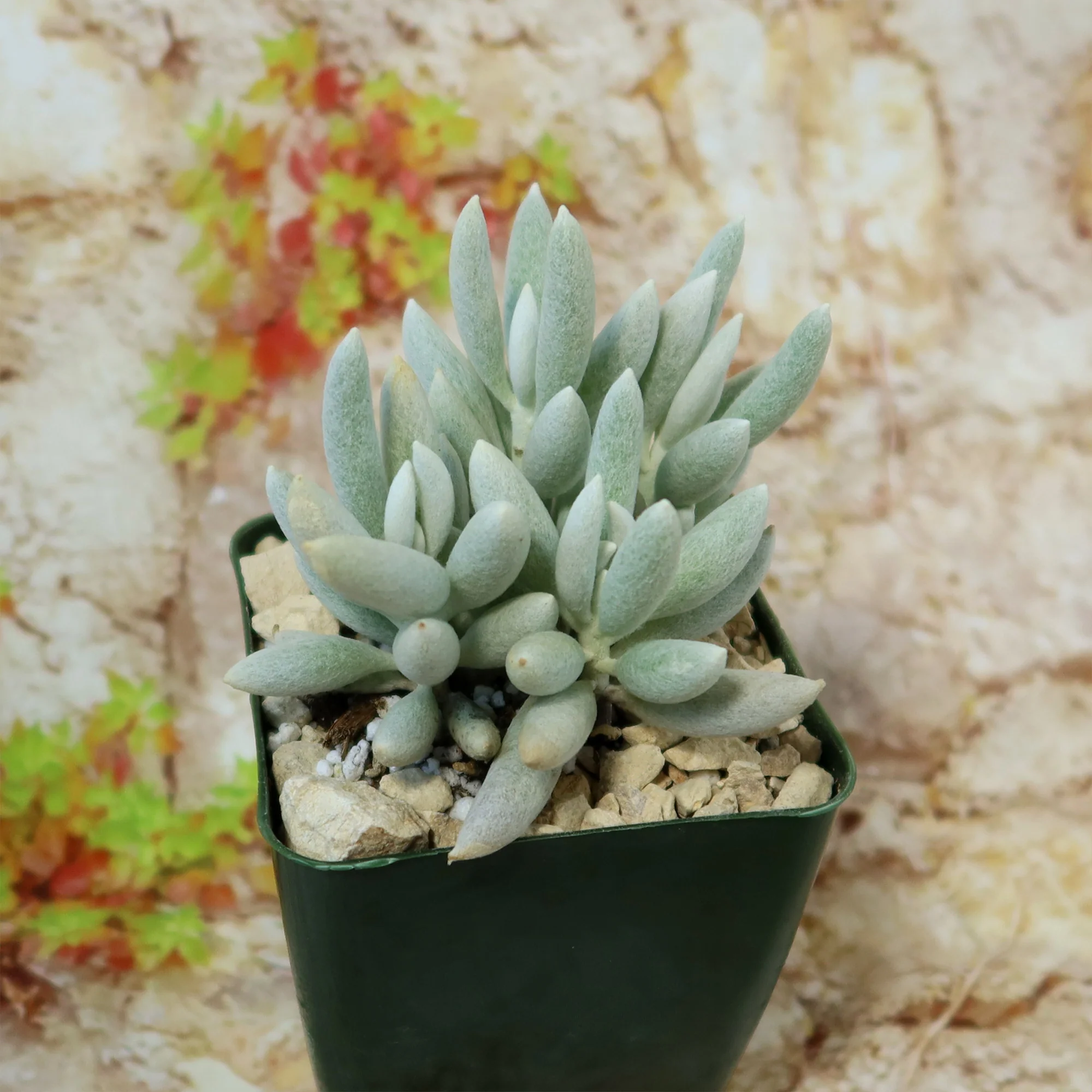 Cocoon Plant, Woolly Senecio - Senecio haworthii