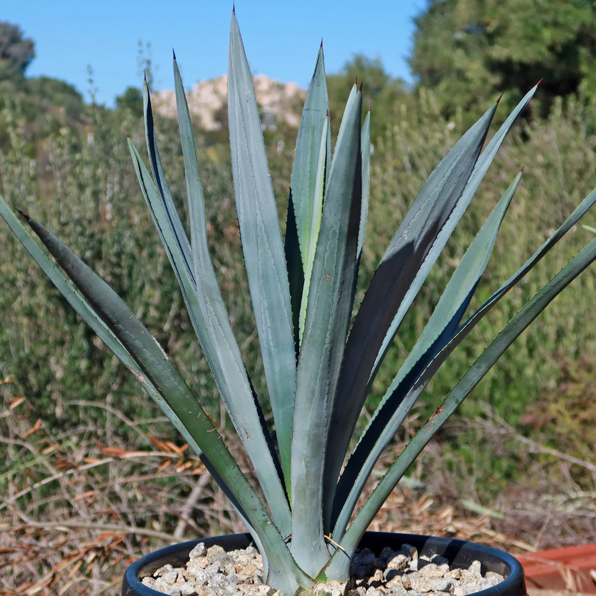 Blue agave - Agave Tequilana 'Tequila Plant'