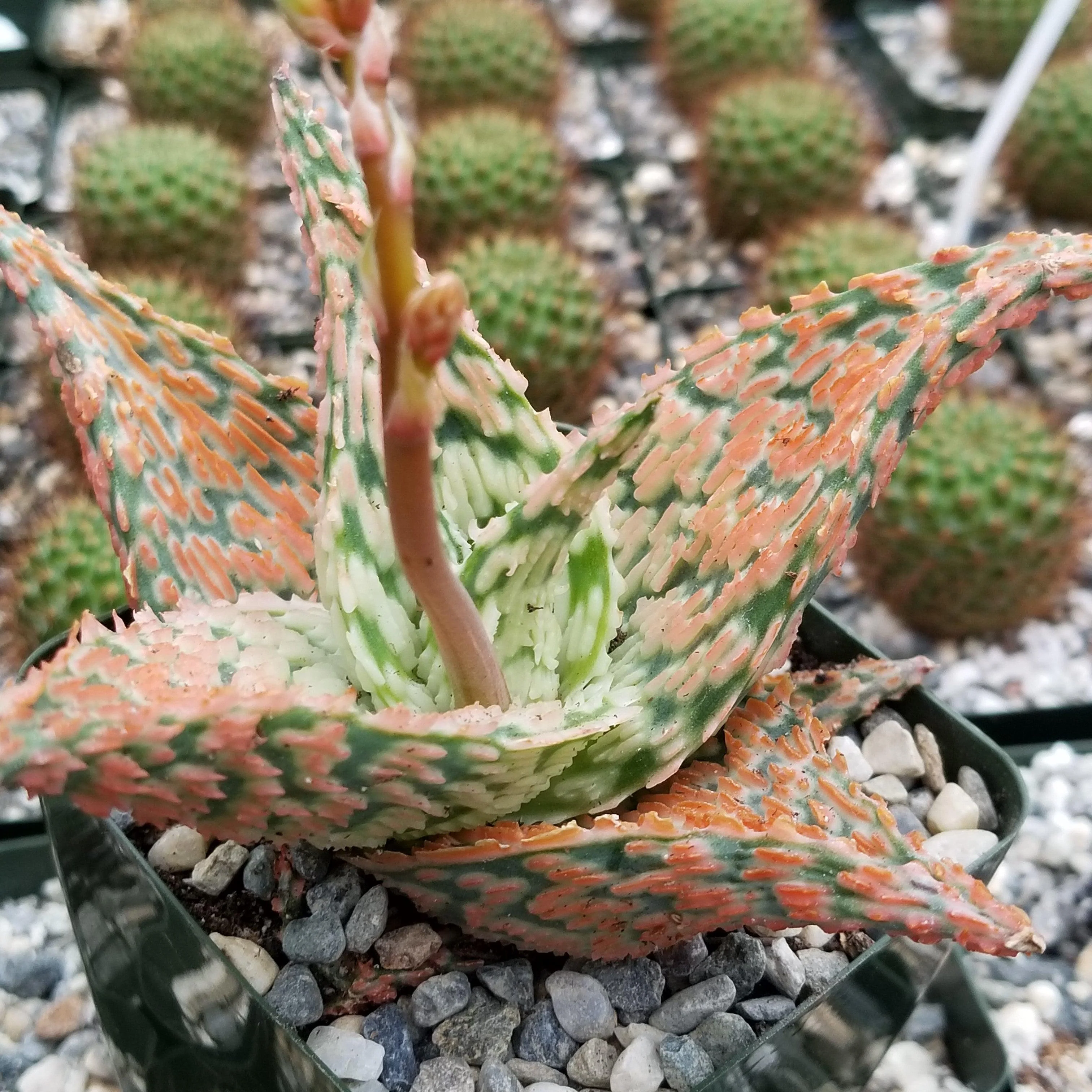 Aloe Delta Dawn