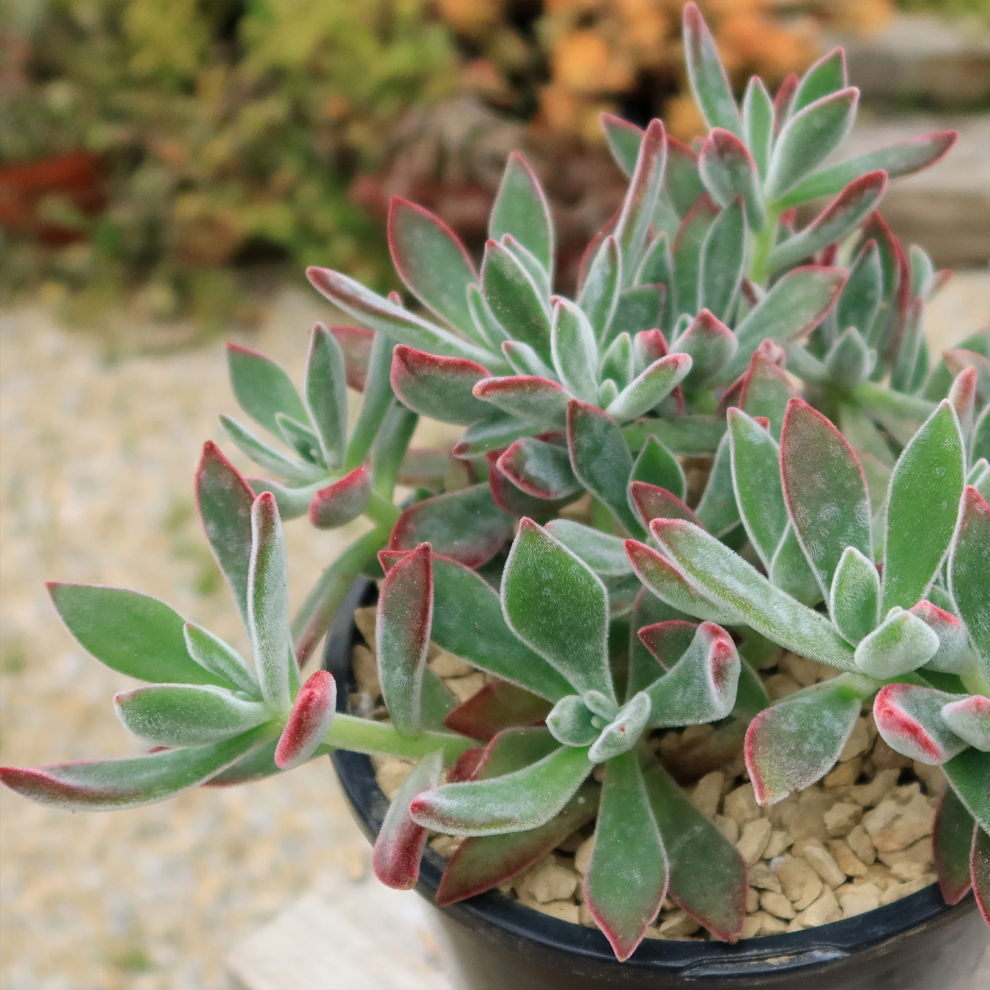 Ruby Slipper Succulent ��Echeveria harmsii��