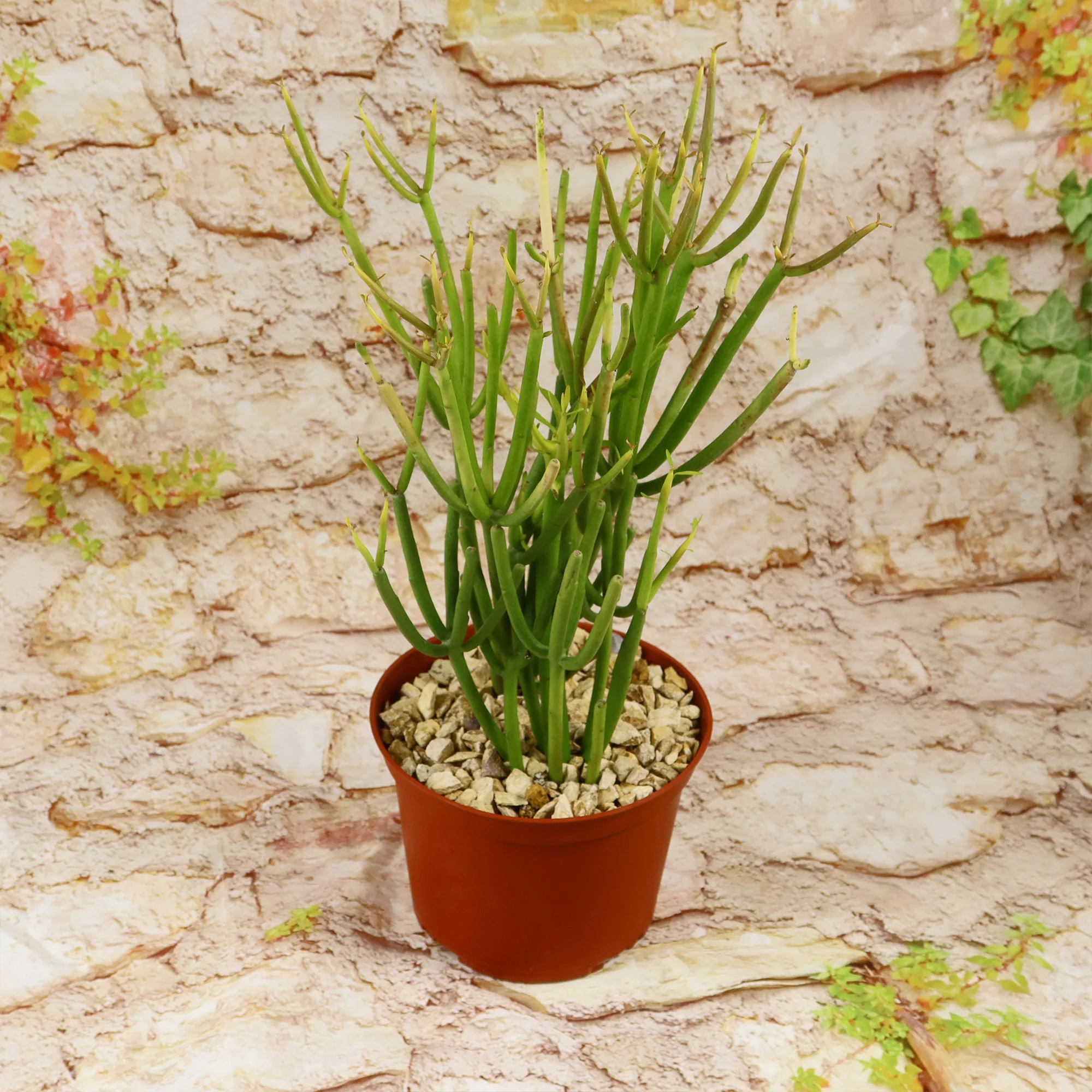 Pencil Cactus - Euphorbia tirucalli 'Firesticks'