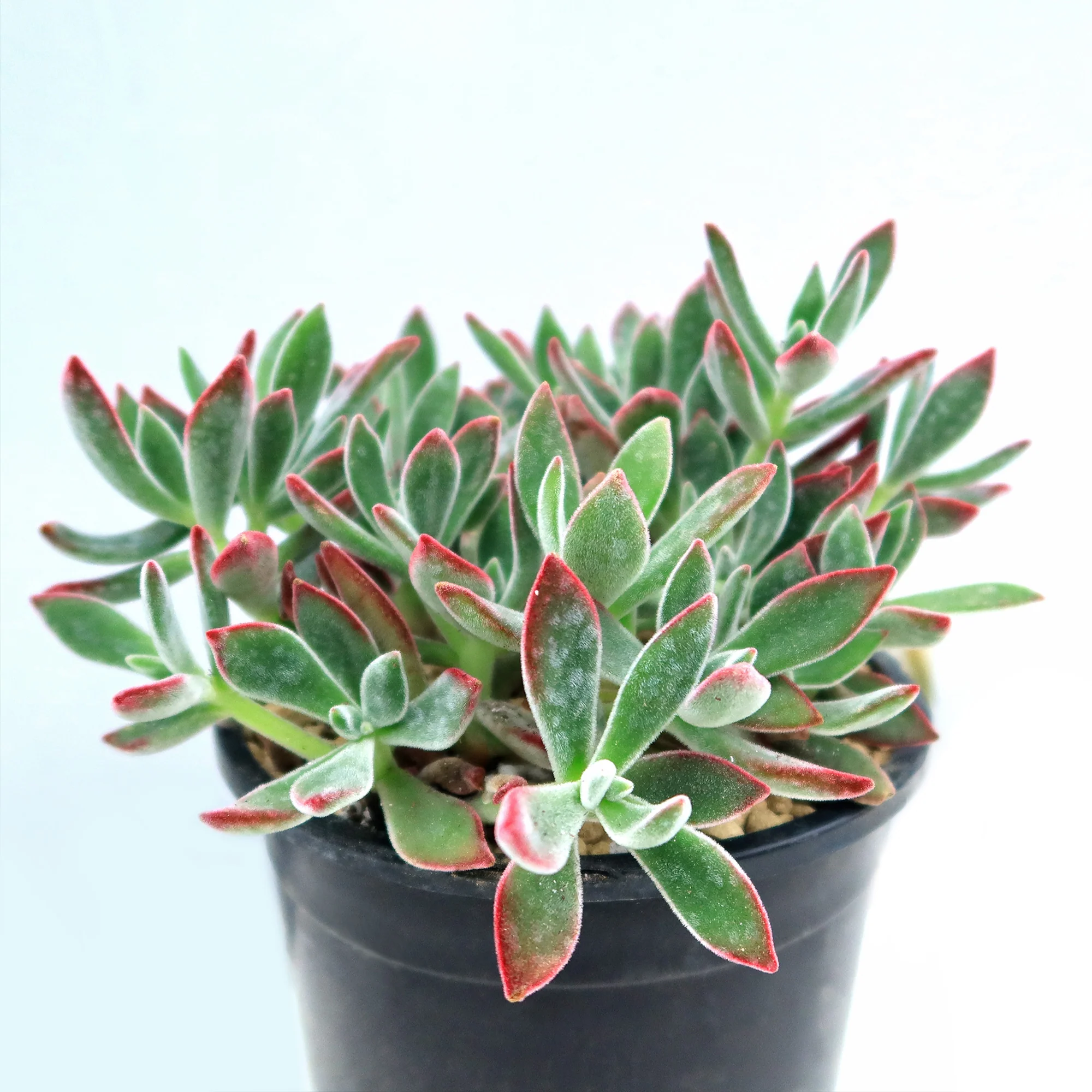 Ruby Slipper Succulent ��Echeveria harmsii��