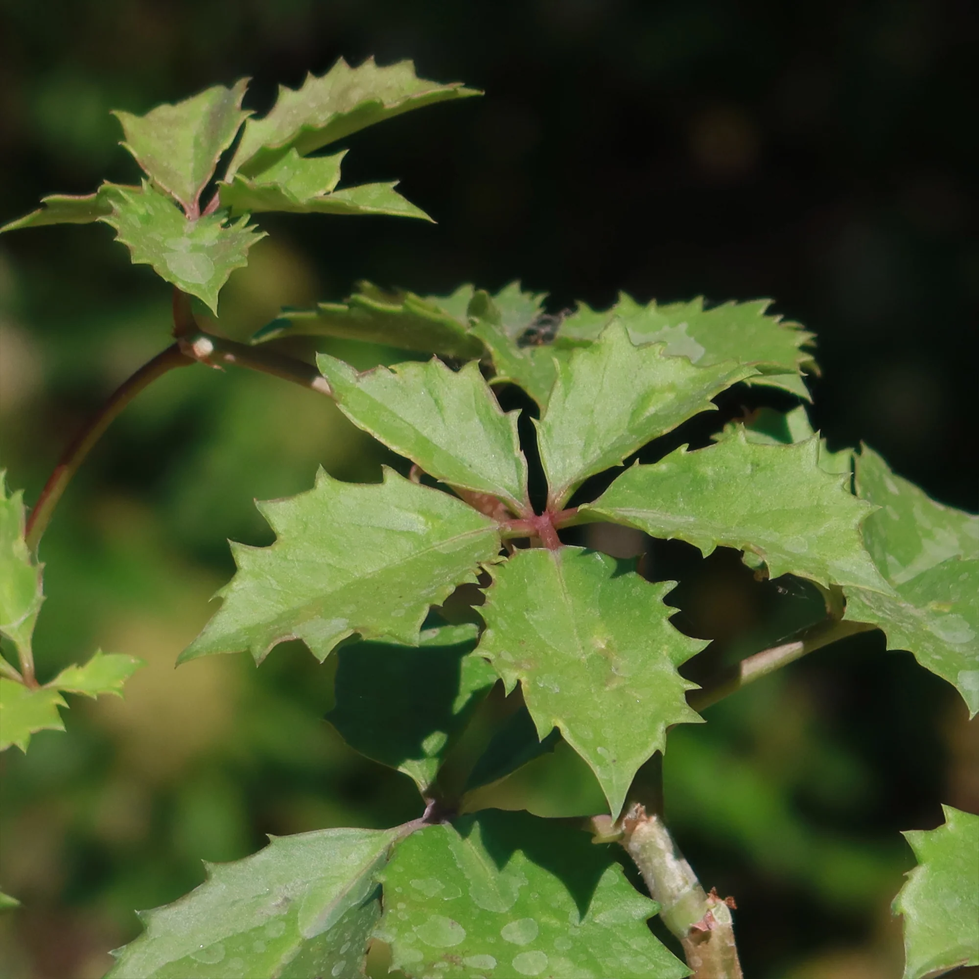 Cyphostemma cirrhosum