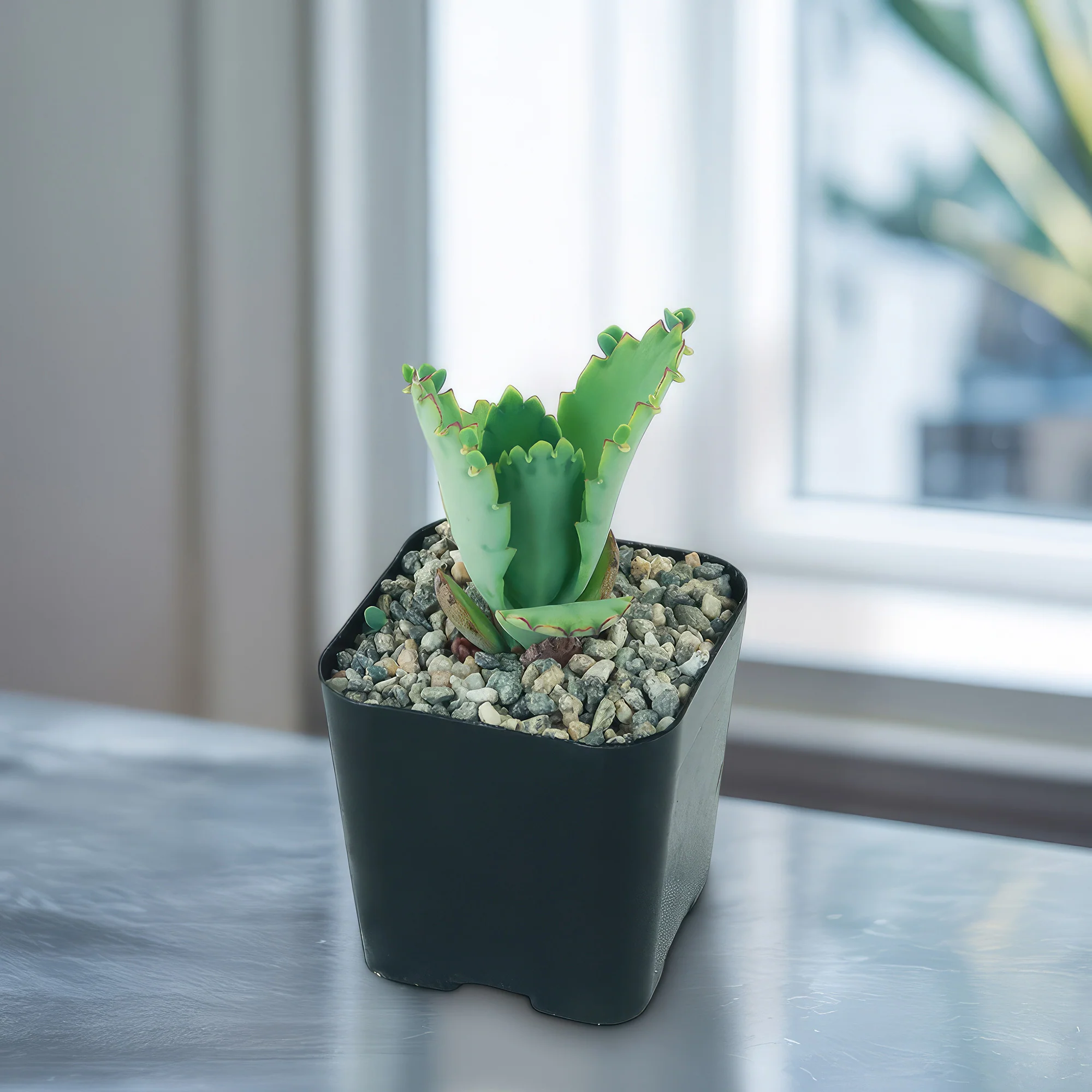 Mother of Thousands Plant 'Kalanchoe laetivirens'