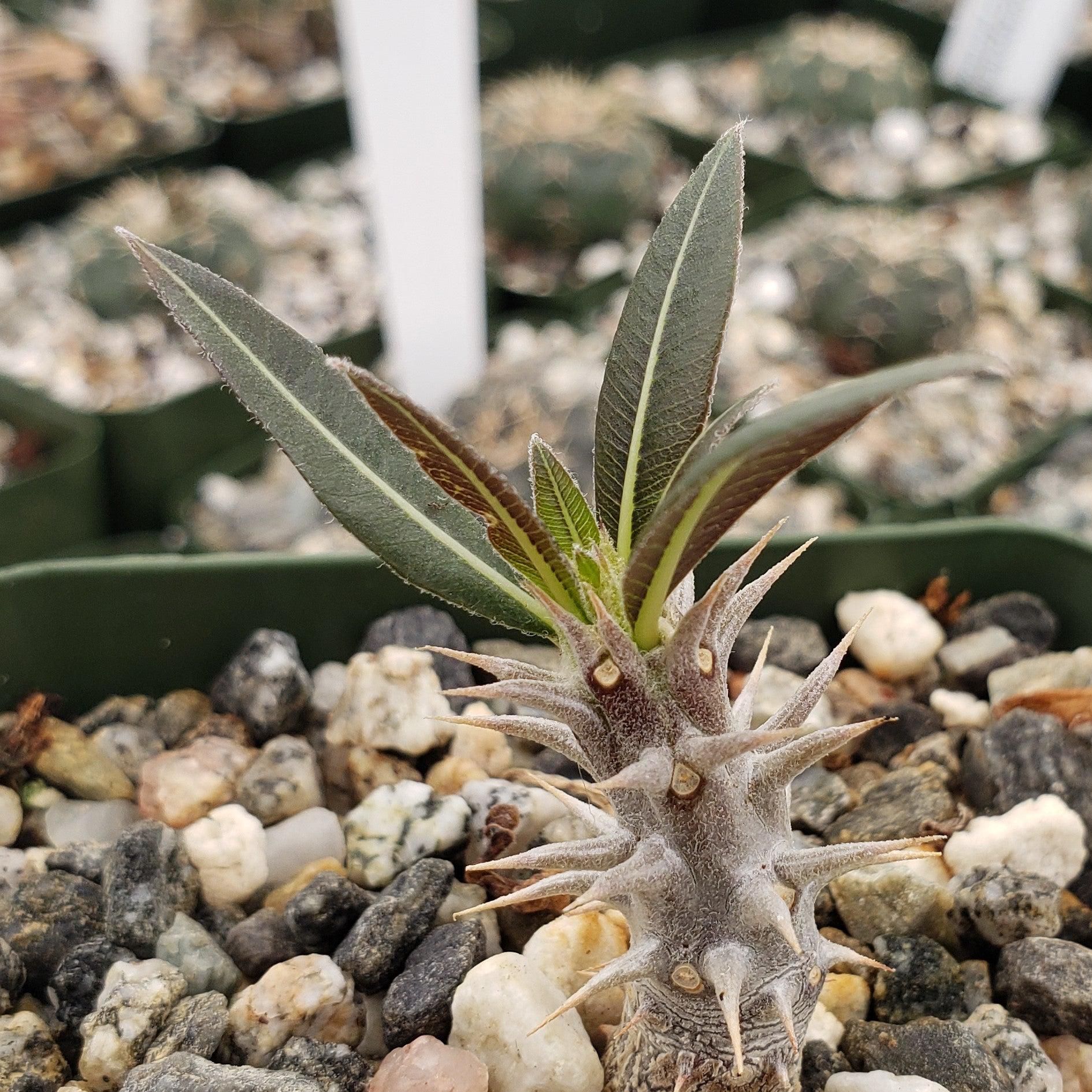 Pachypodium horombense