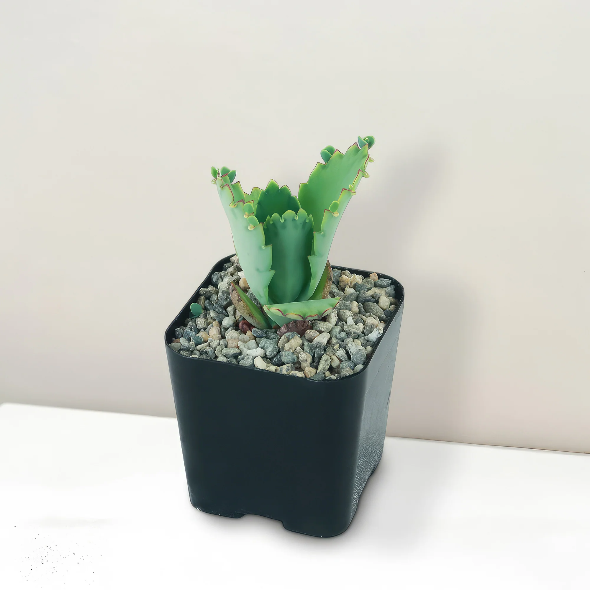 Mother of Thousands Plant 'Kalanchoe laetivirens'