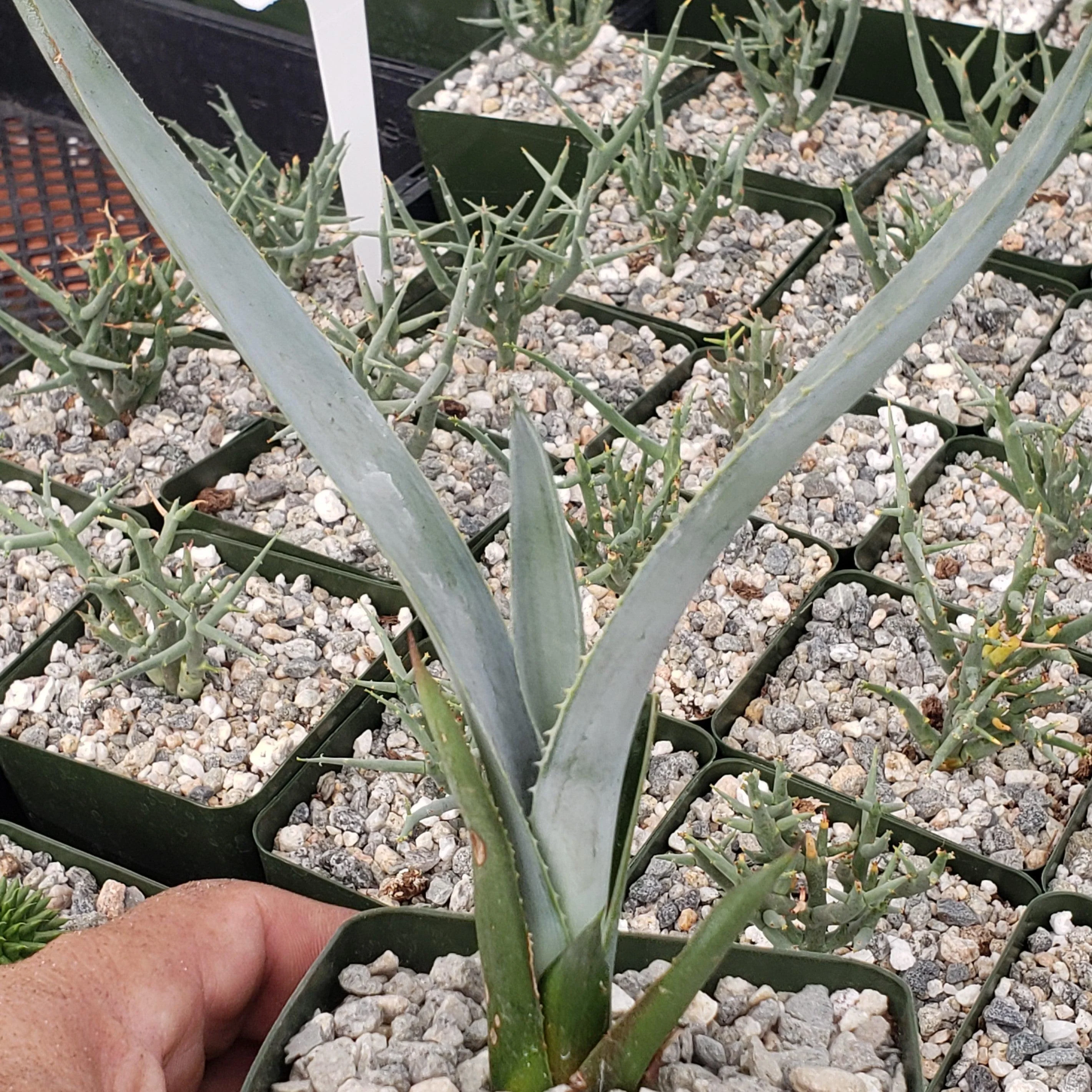 Blue agave - Agave Tequilana 'Tequila Plant'