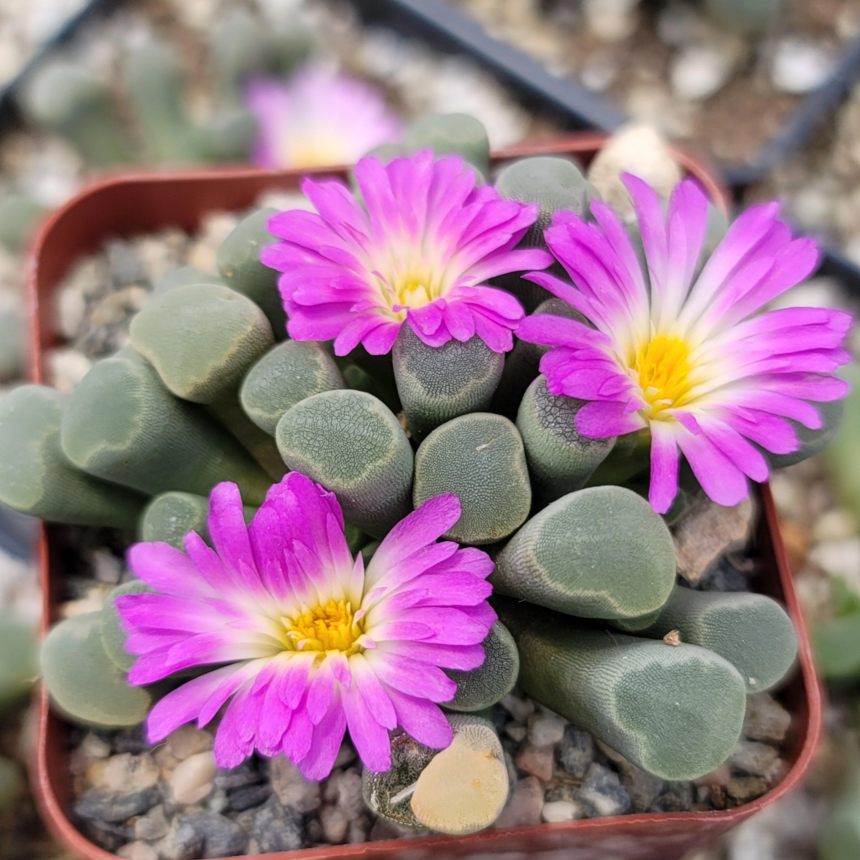 Fairy Elephant's Feet - Frithia Pulchra
