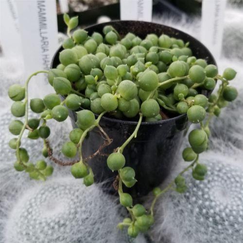 String of Pearls 'Senecio rowleyanus'