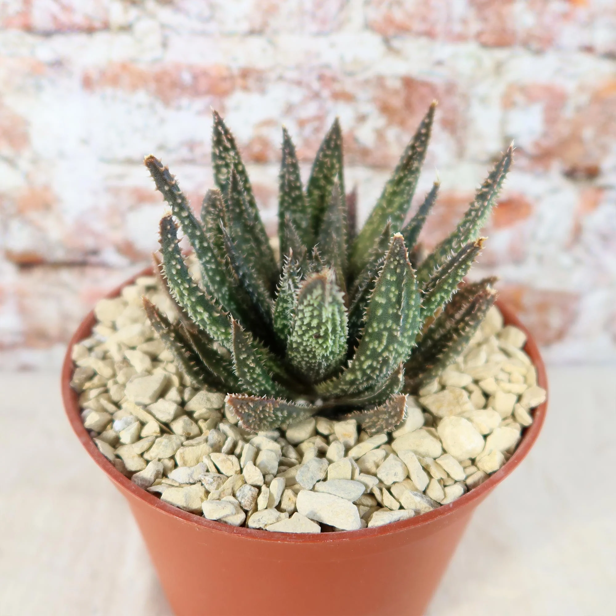 Aloe Gasteraloe Tarantula
