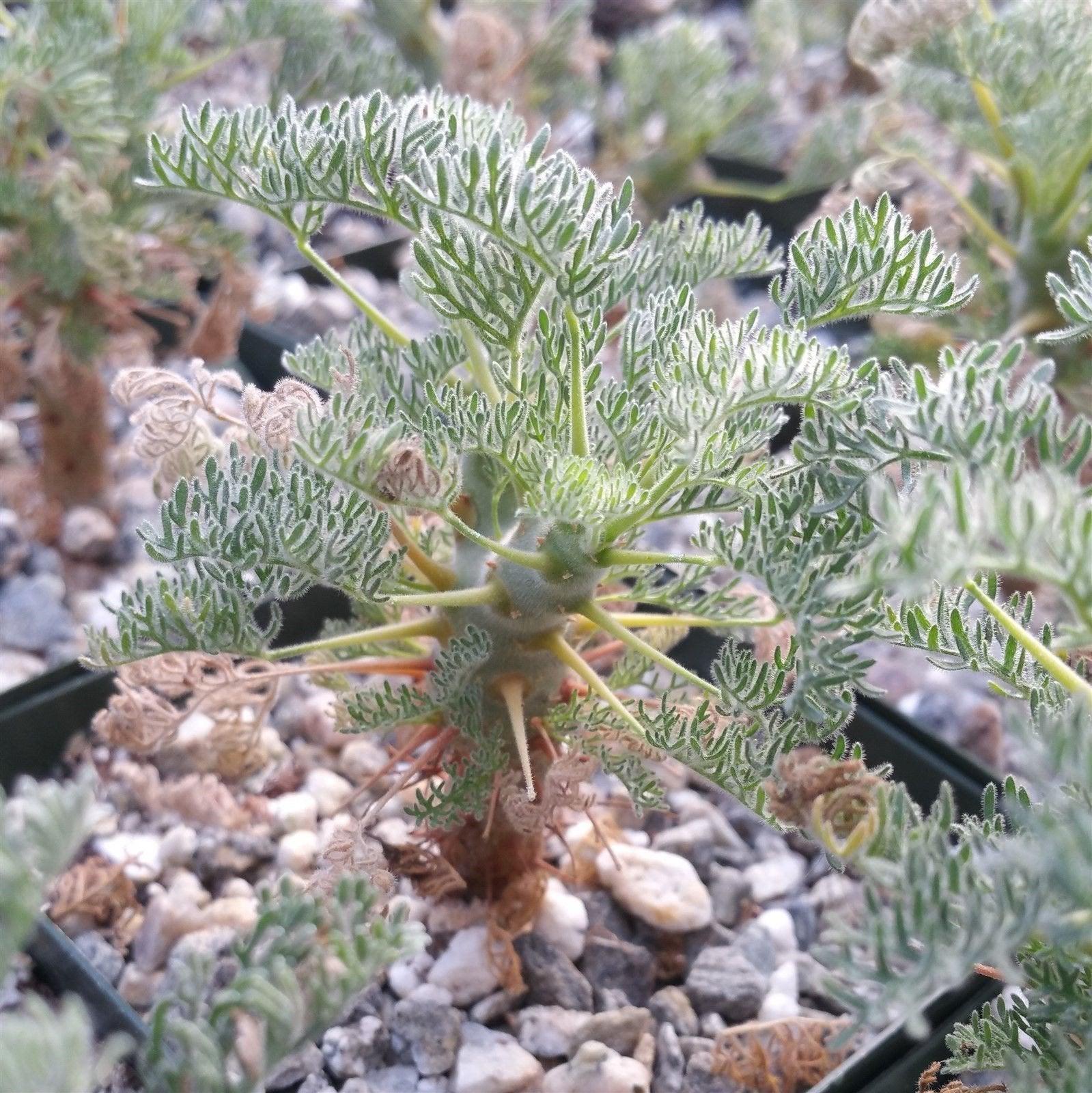 Sarcocaulon monsonia herrei