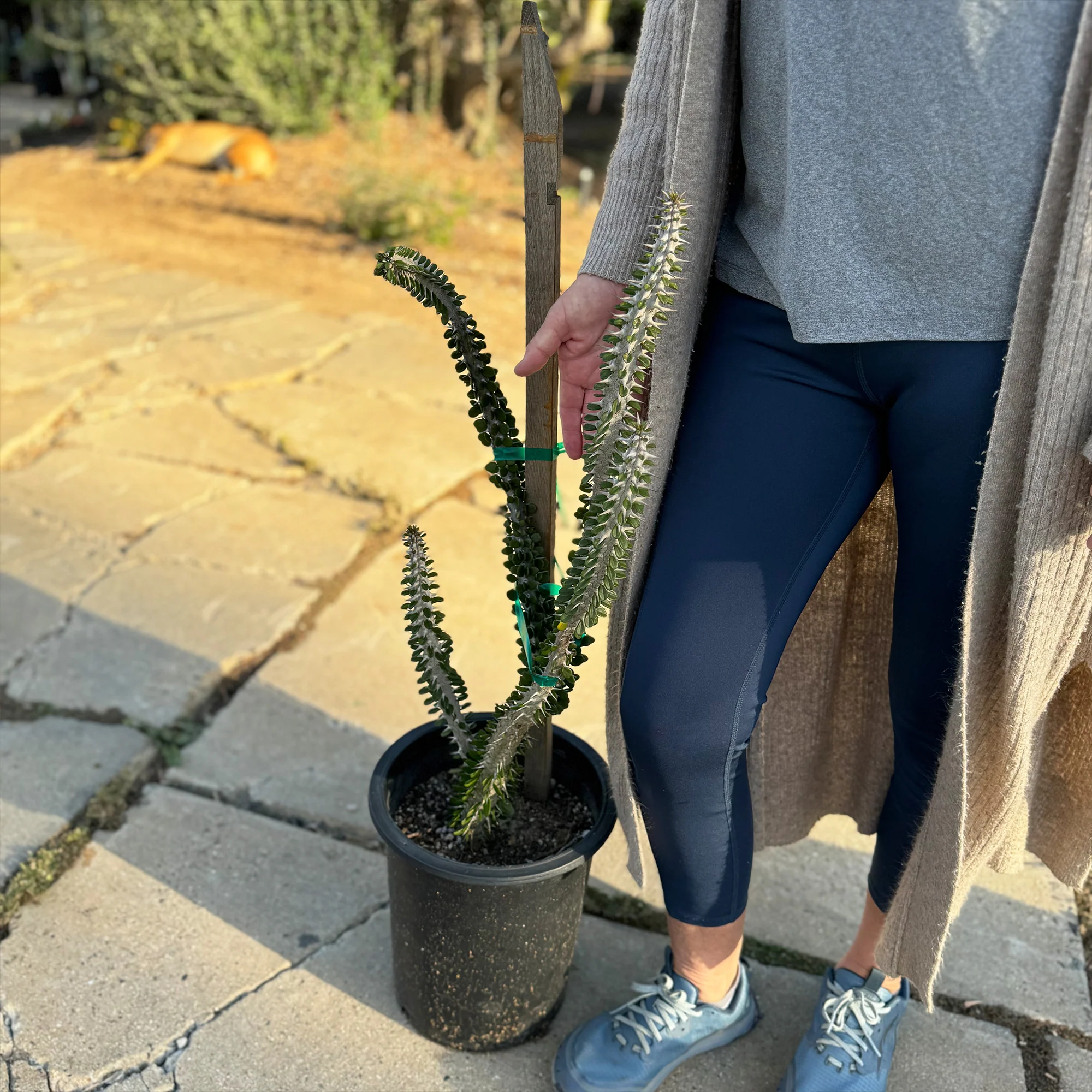 Madagascar ocotillo 'Alluaudia procera'