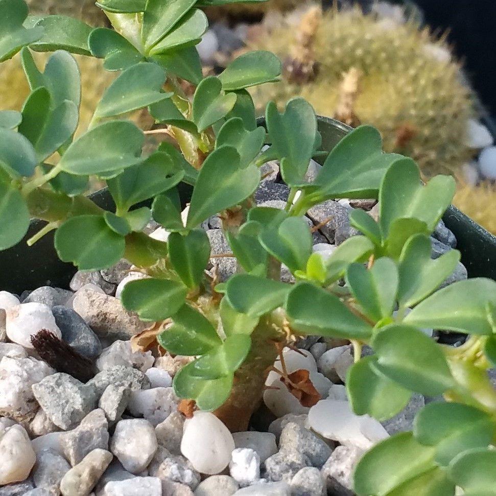 Sarcocaulon vanderietiae