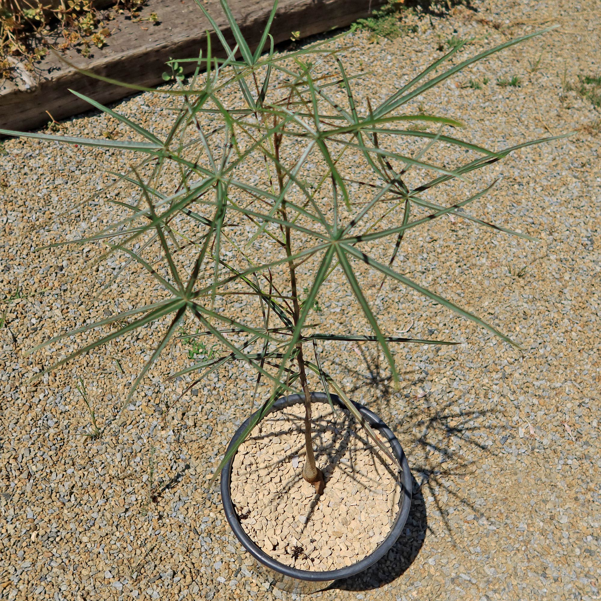 Queensland Bottle Tree 'Brachychiton rupestris'