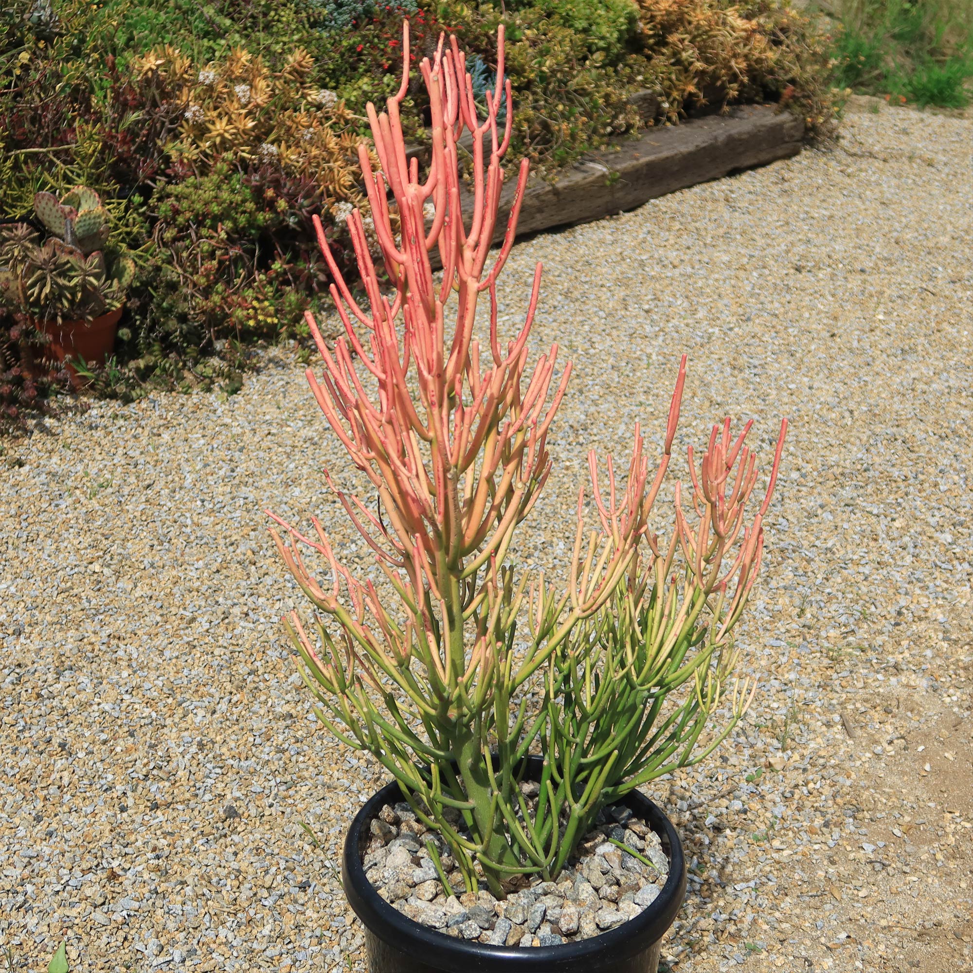 Pencil Cactus - Euphorbia tirucalli 'Firesticks'