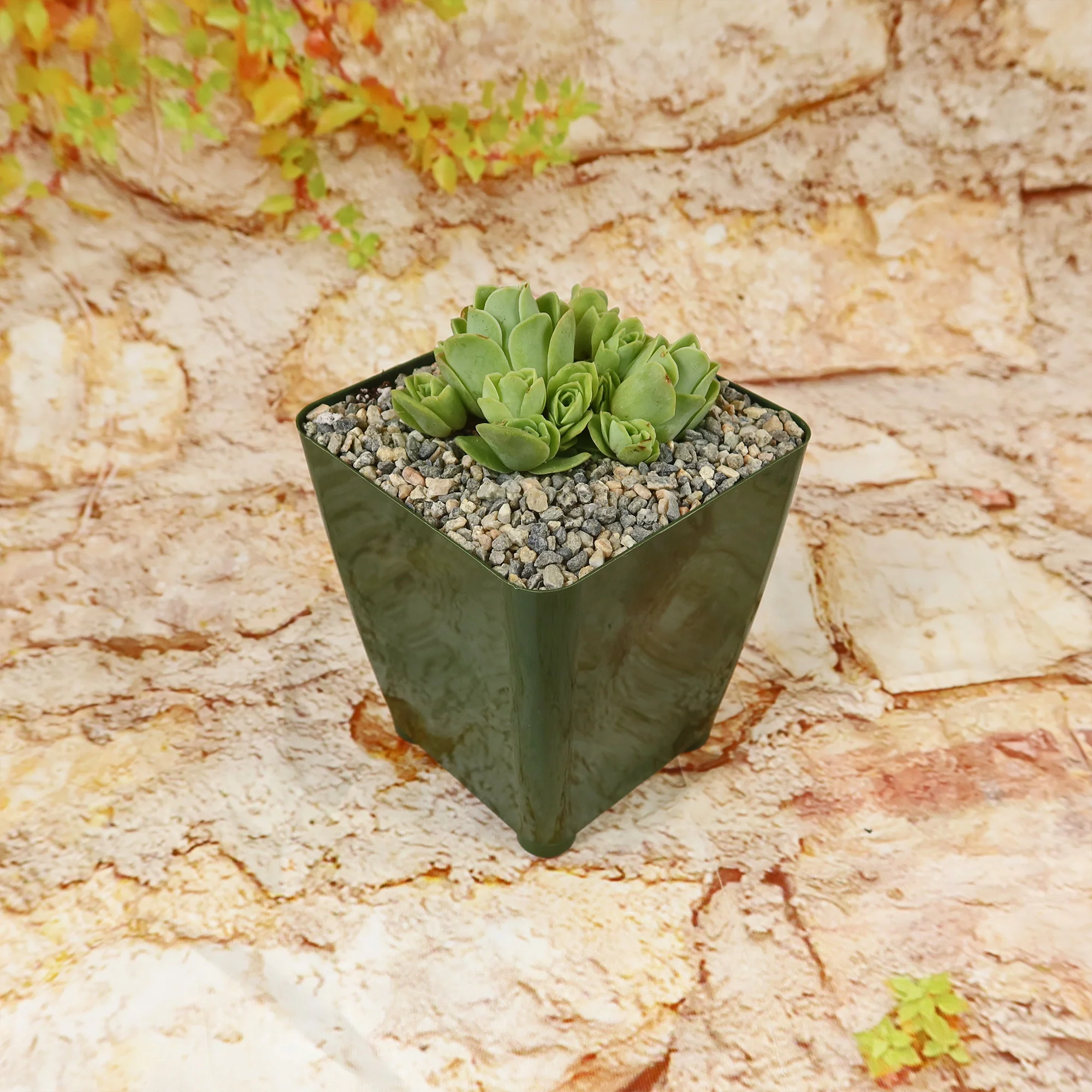 Mountain Rose Succulent ��Aeonium dodrantale�� (Greenovia dodrantalis)