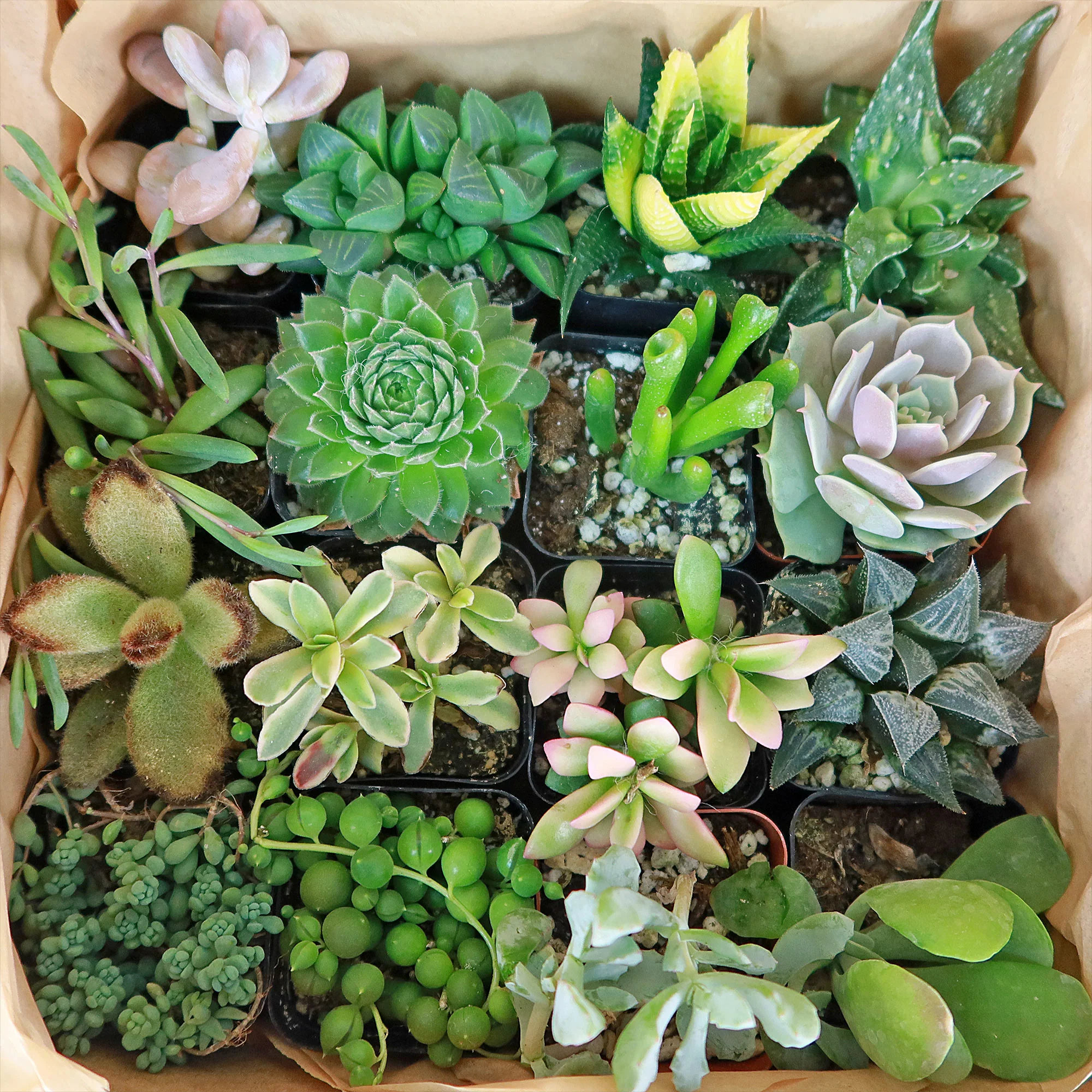 Succulent Sampler Gift Box