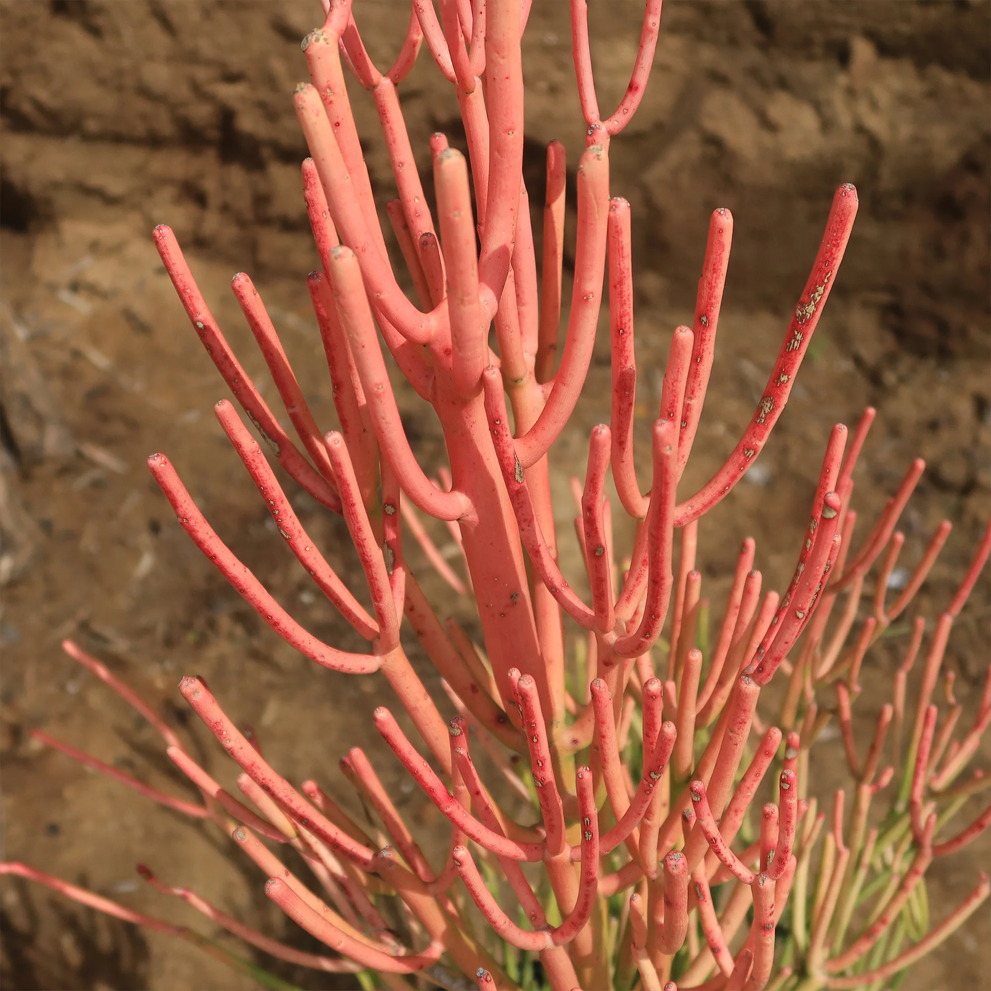 Pencil Cactus - Euphorbia tirucalli 'Firesticks'