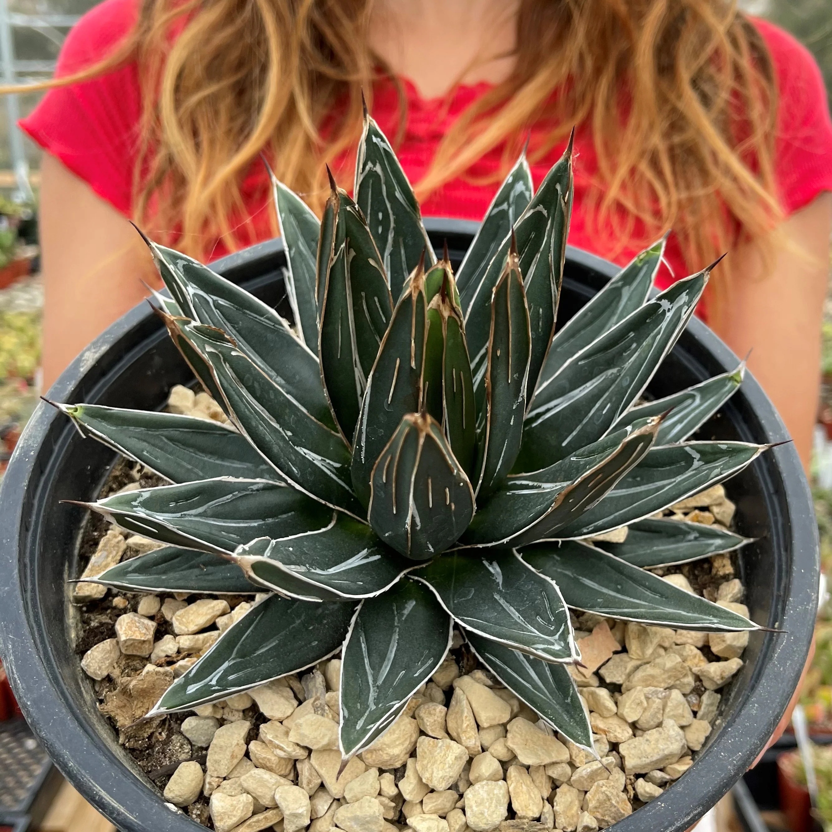 Agave Victoriae Reginae ��Queen Victoria Agave��