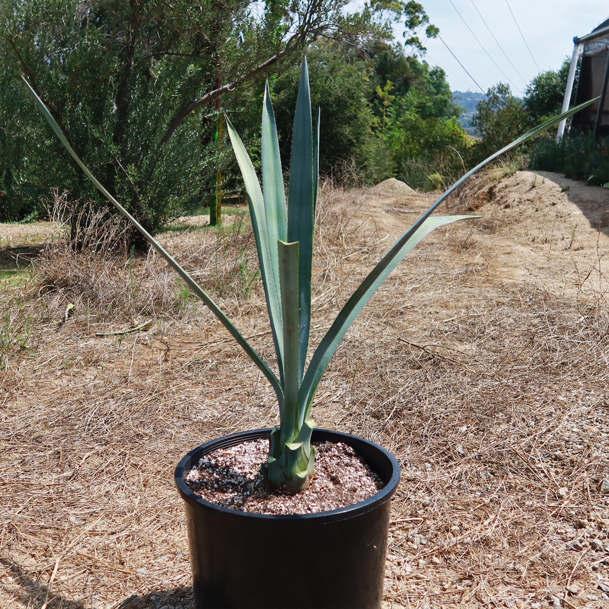 Blue agave - Agave Tequilana 'Tequila Plant'