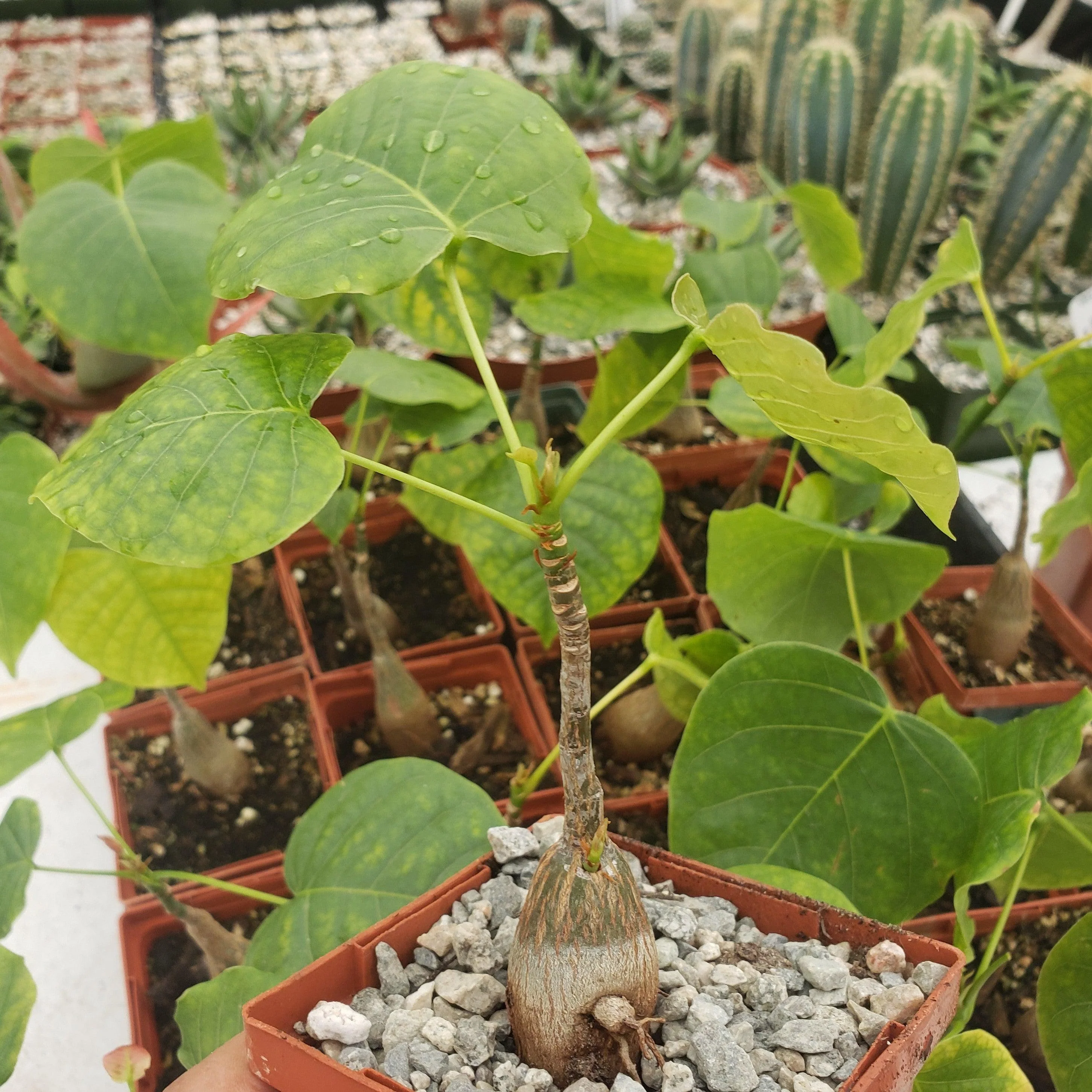 Shaving Brush Tree - Pseudobombax ellipticum