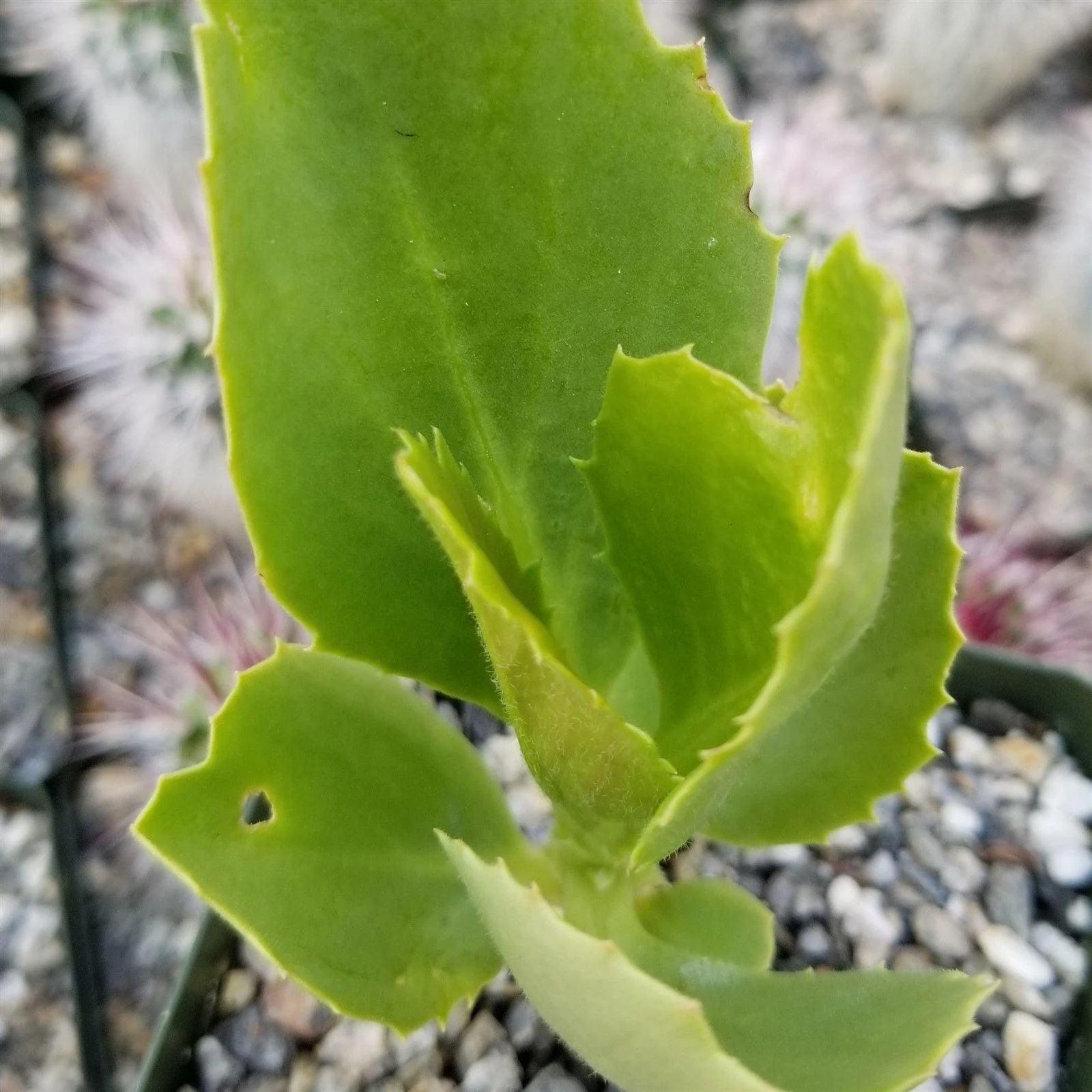 Cyphostemma cirrhosum