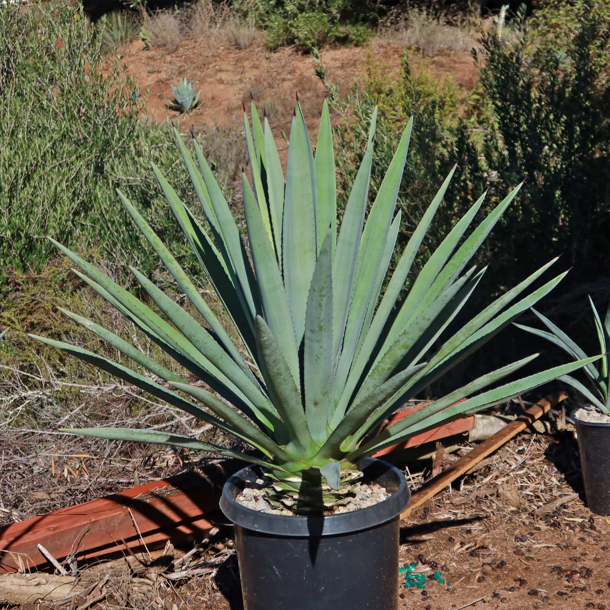 Blue agave - Agave Tequilana 'Tequila Plant'
