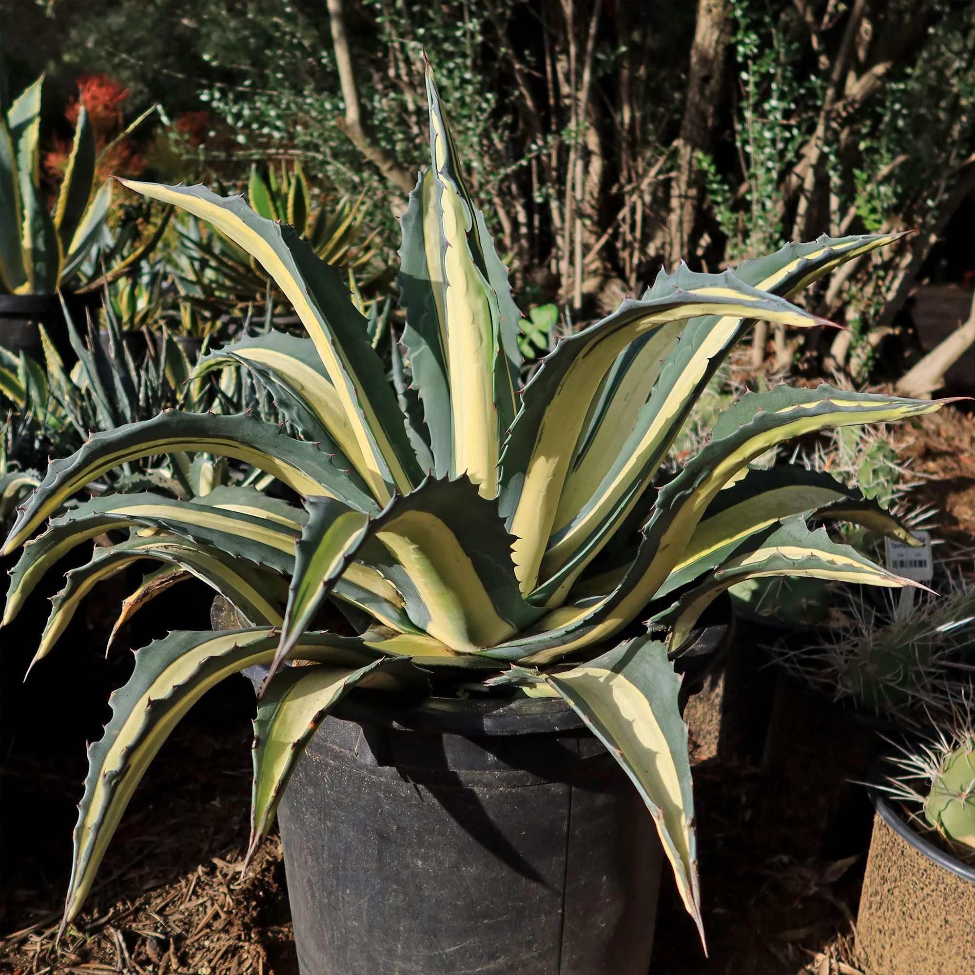 Agave mediopicta alba �C White Striped Century Plant